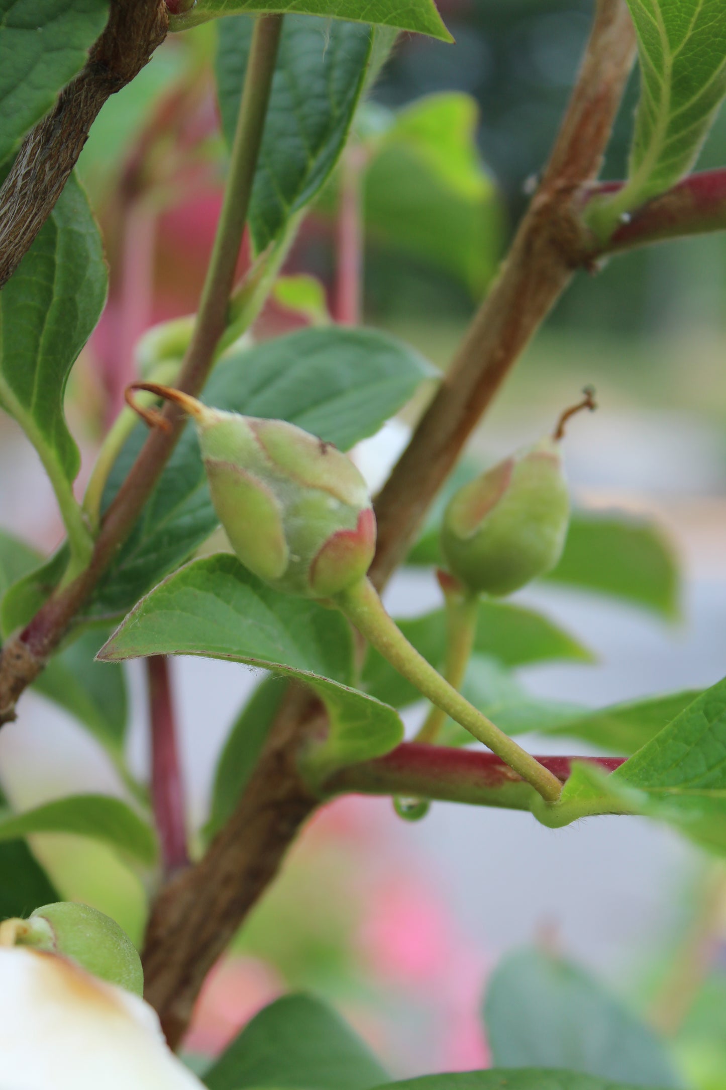 STEWARTIA PSEUDOCAMELLIA ,7