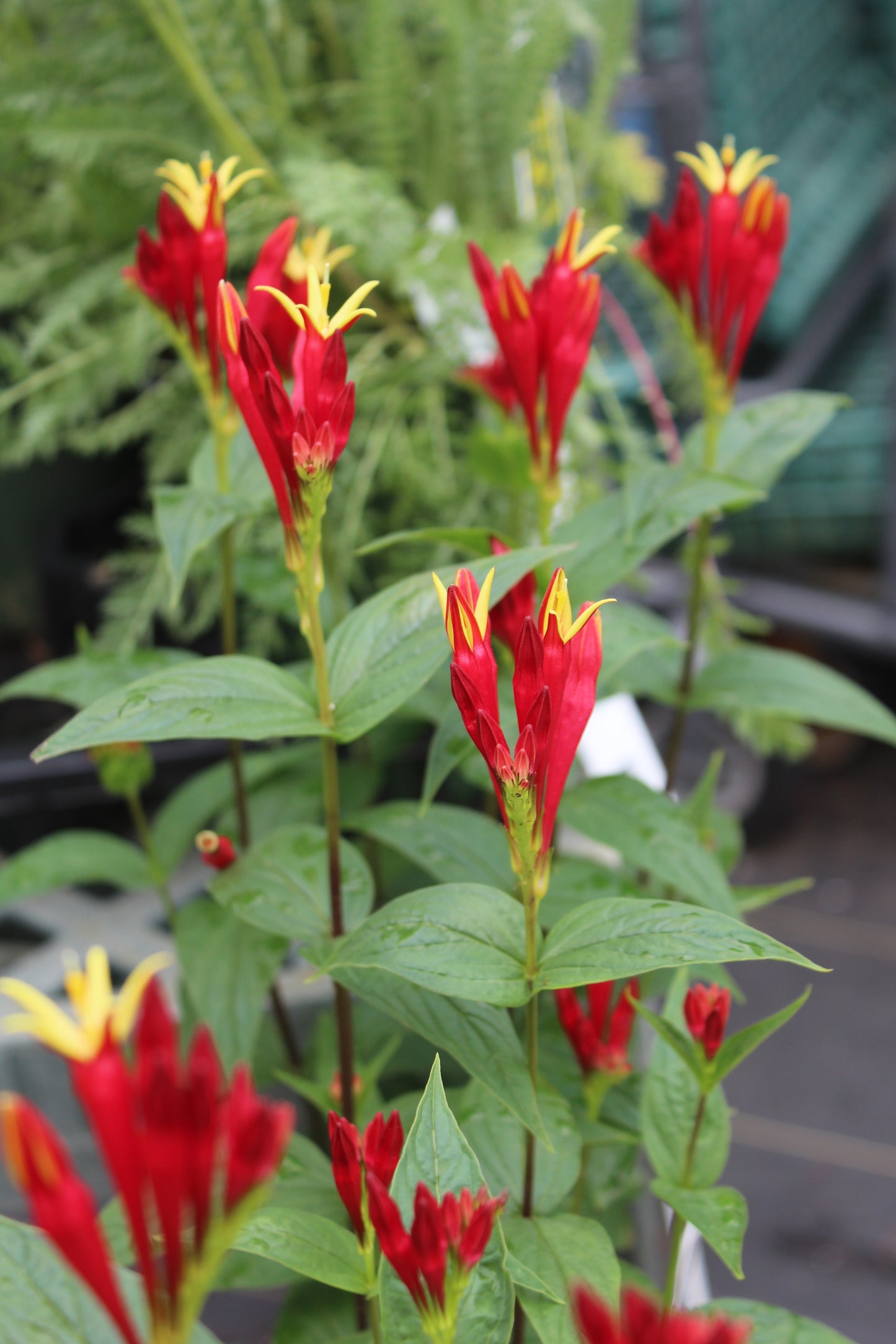 SPIGELIA marilandica Little Redhead 1g