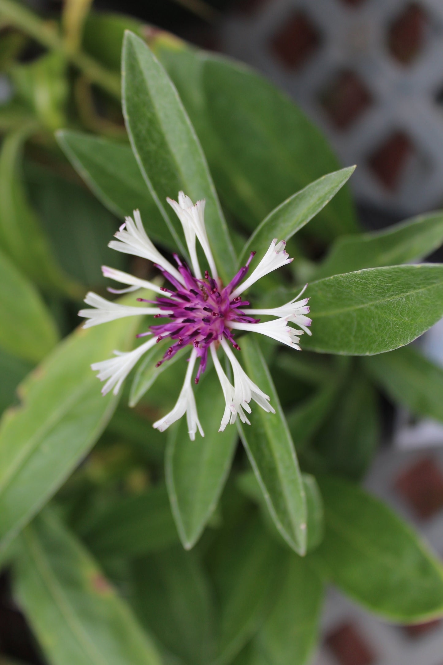 CENTAUREA Amethyst in Snow 1g