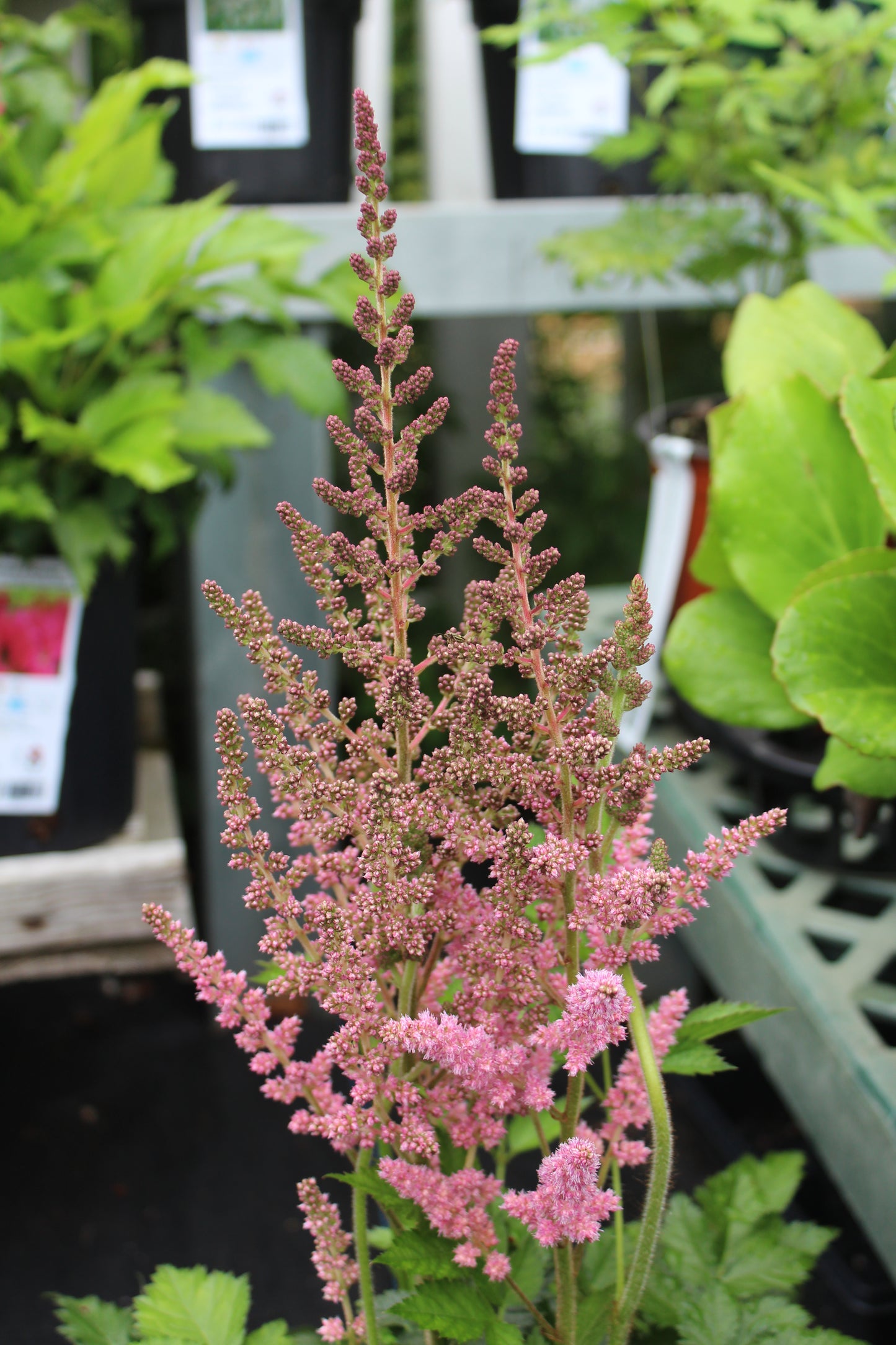 ASTILBE chinensis Visions in Pink 1g