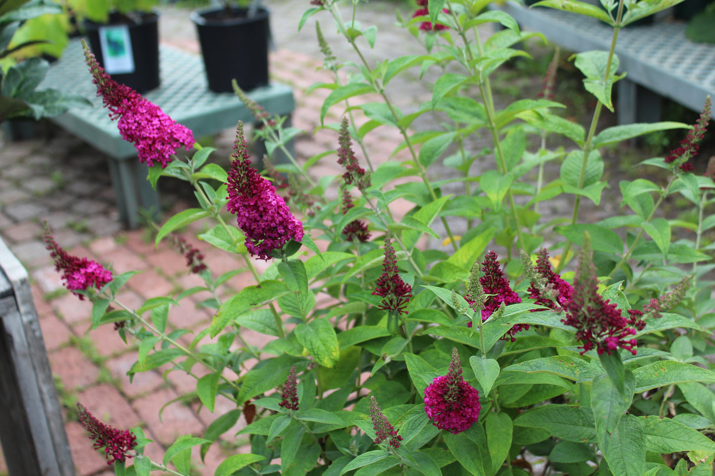 Buddleia Miss Molly 3g
