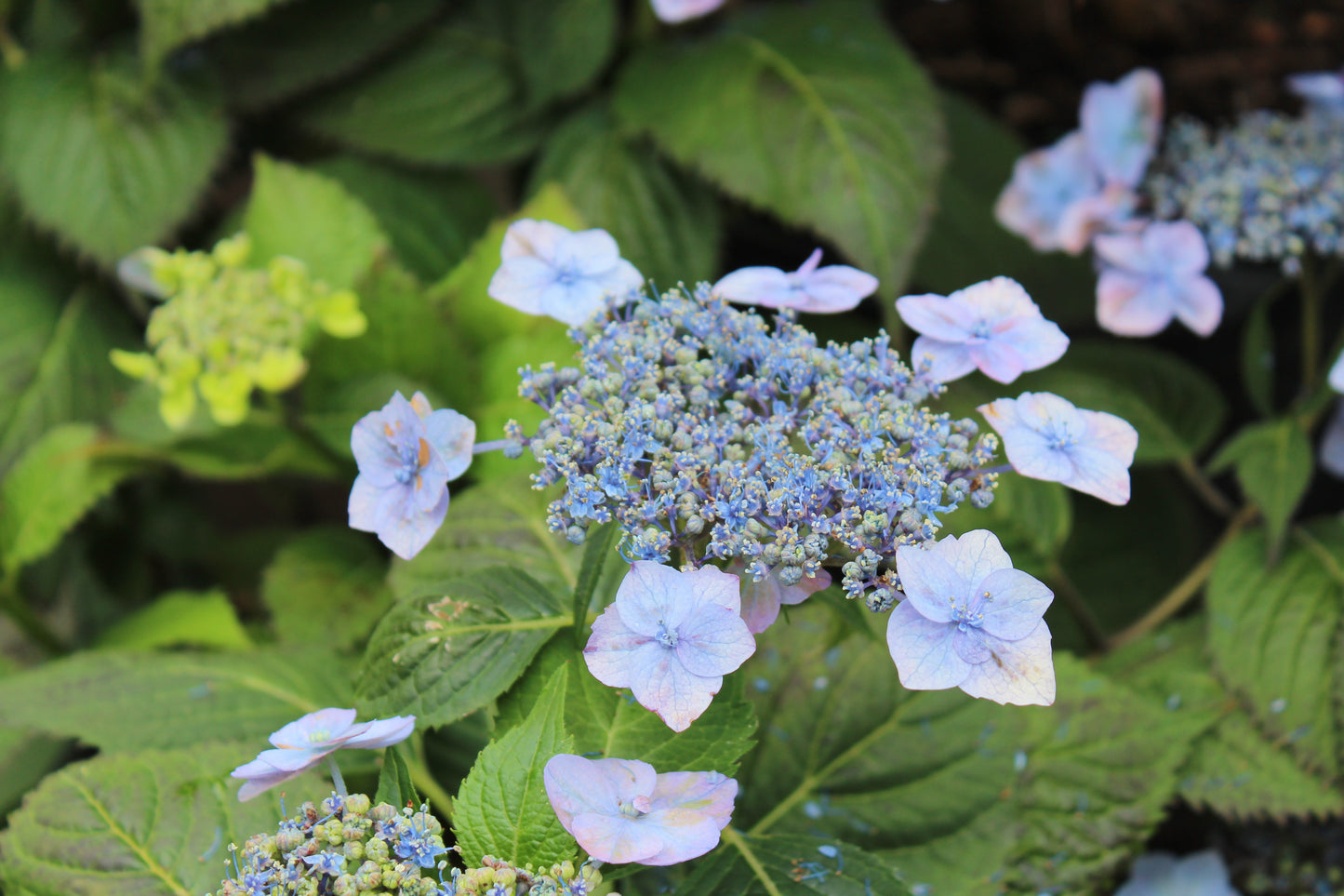 HYDRANGEA M.S. `BLUE BILLOW 3g