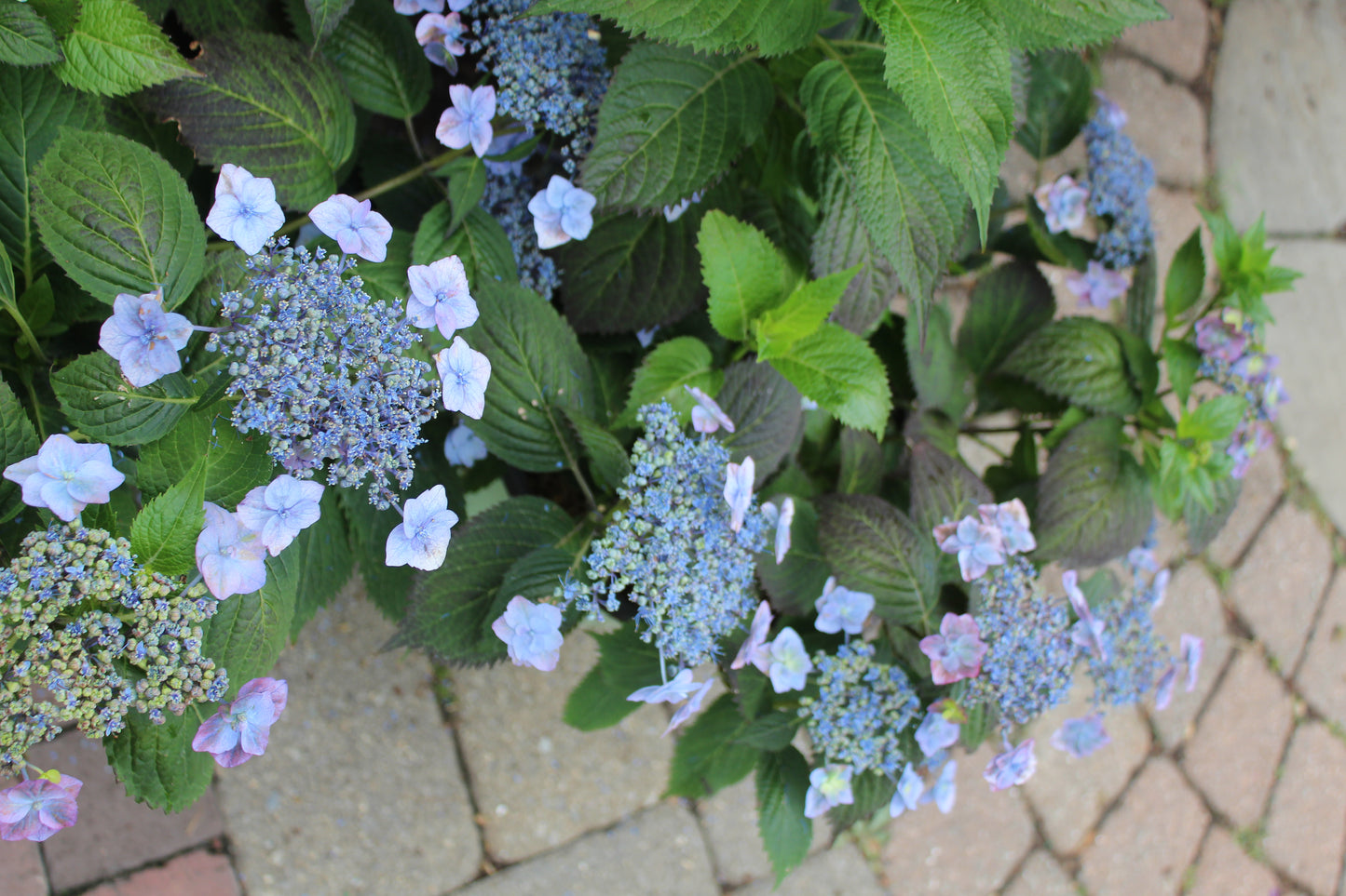 HYDRANGEA M.S. `BLUE BILLOW 3g
