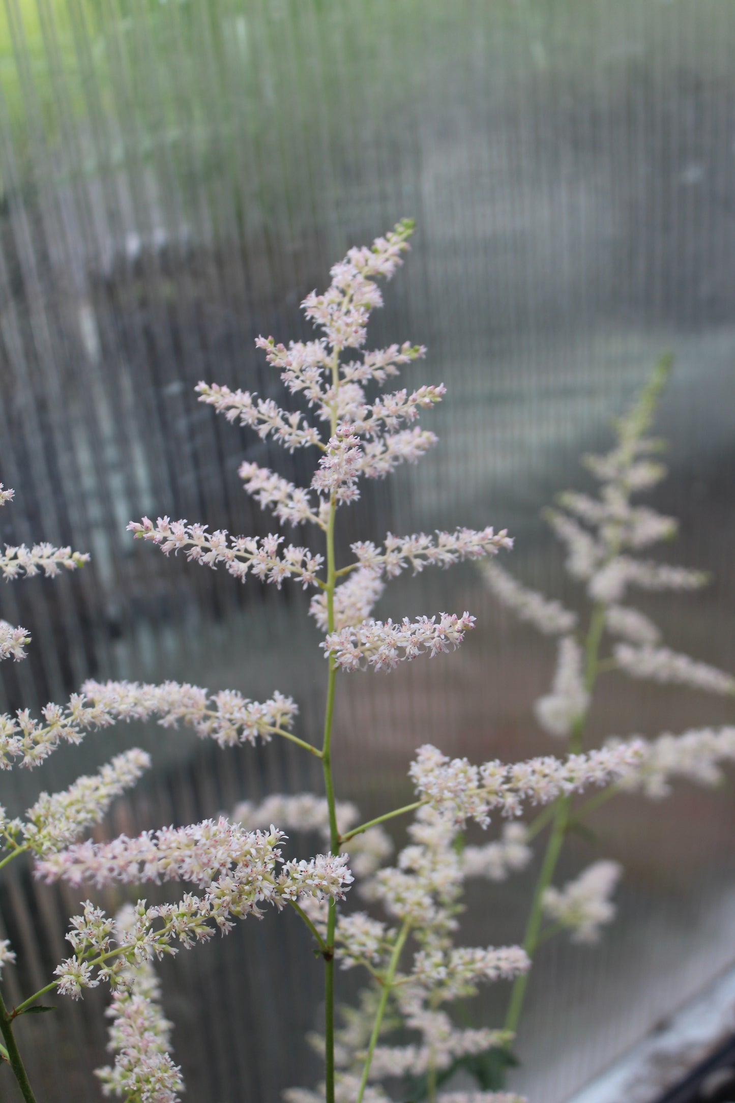 Astilbe Bridal Veil 1g