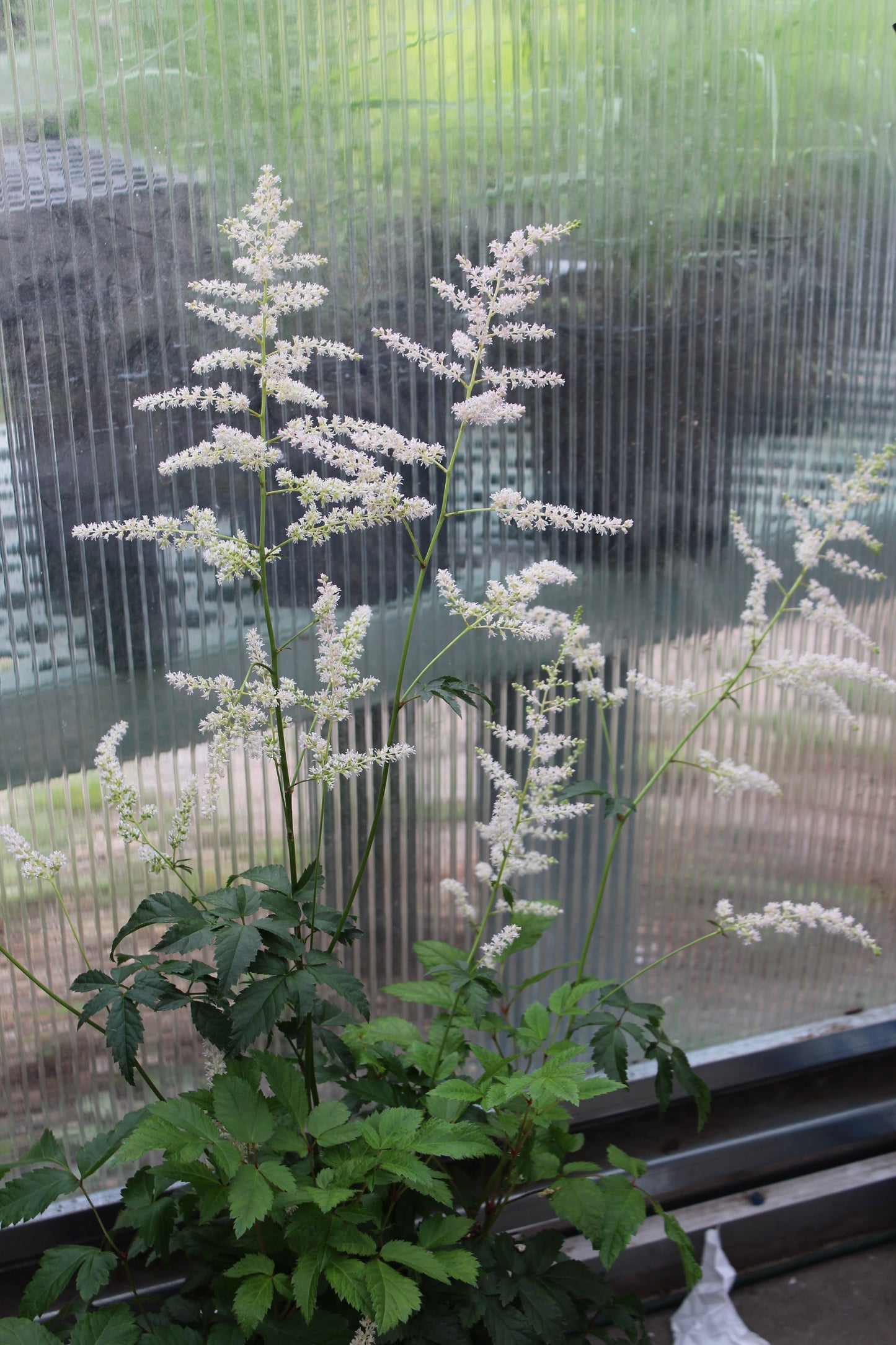 Astilbe Bridal Veil 1g