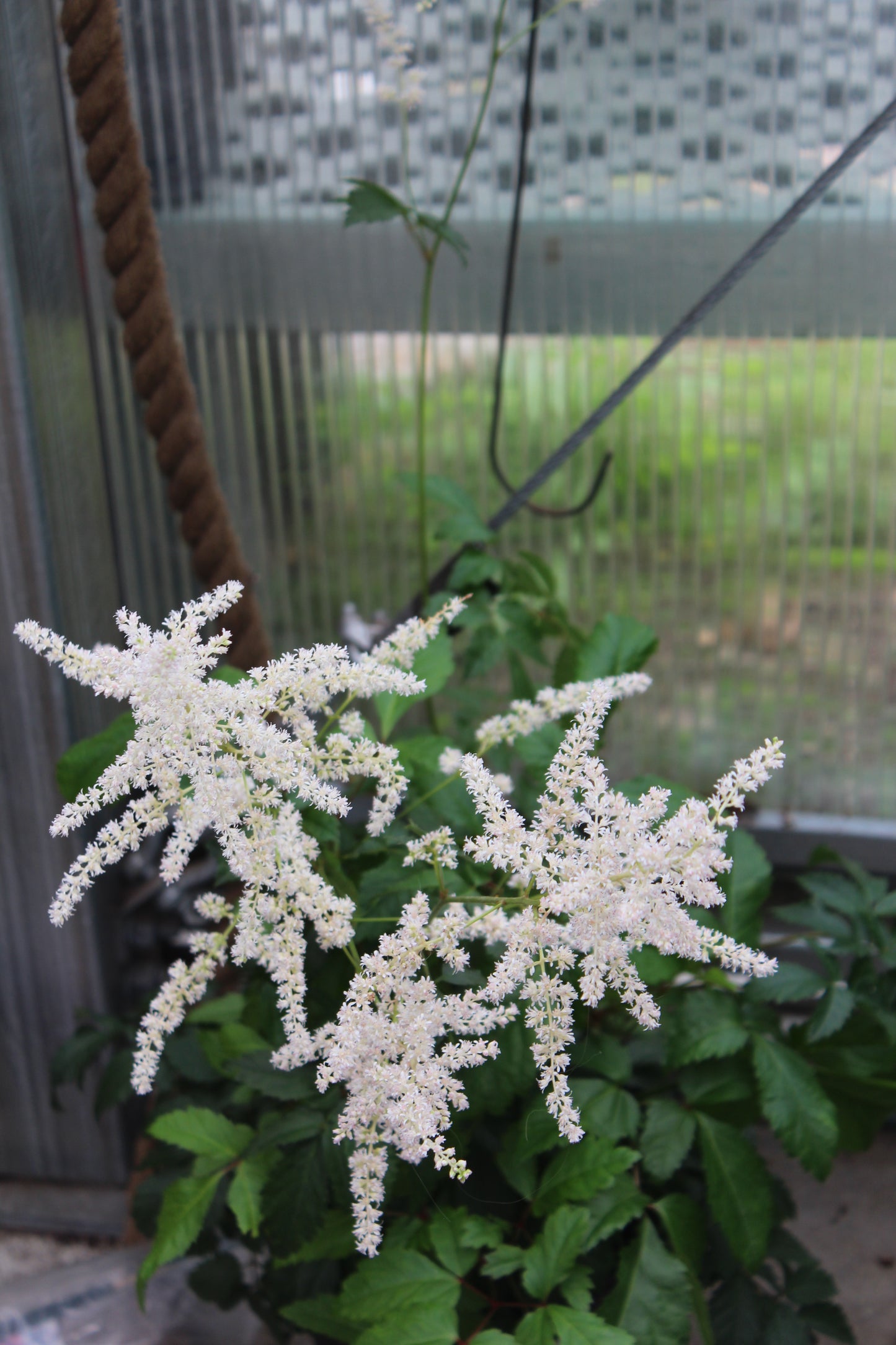 Astilbe Bridal Veil 1g