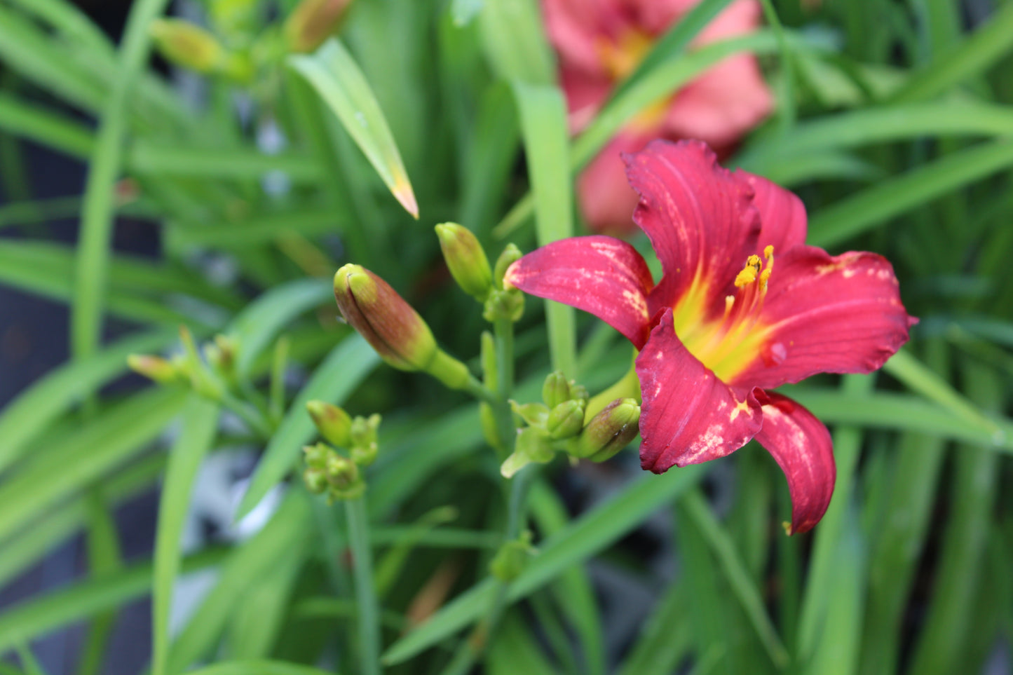 Hemerocallis x Pardon Me