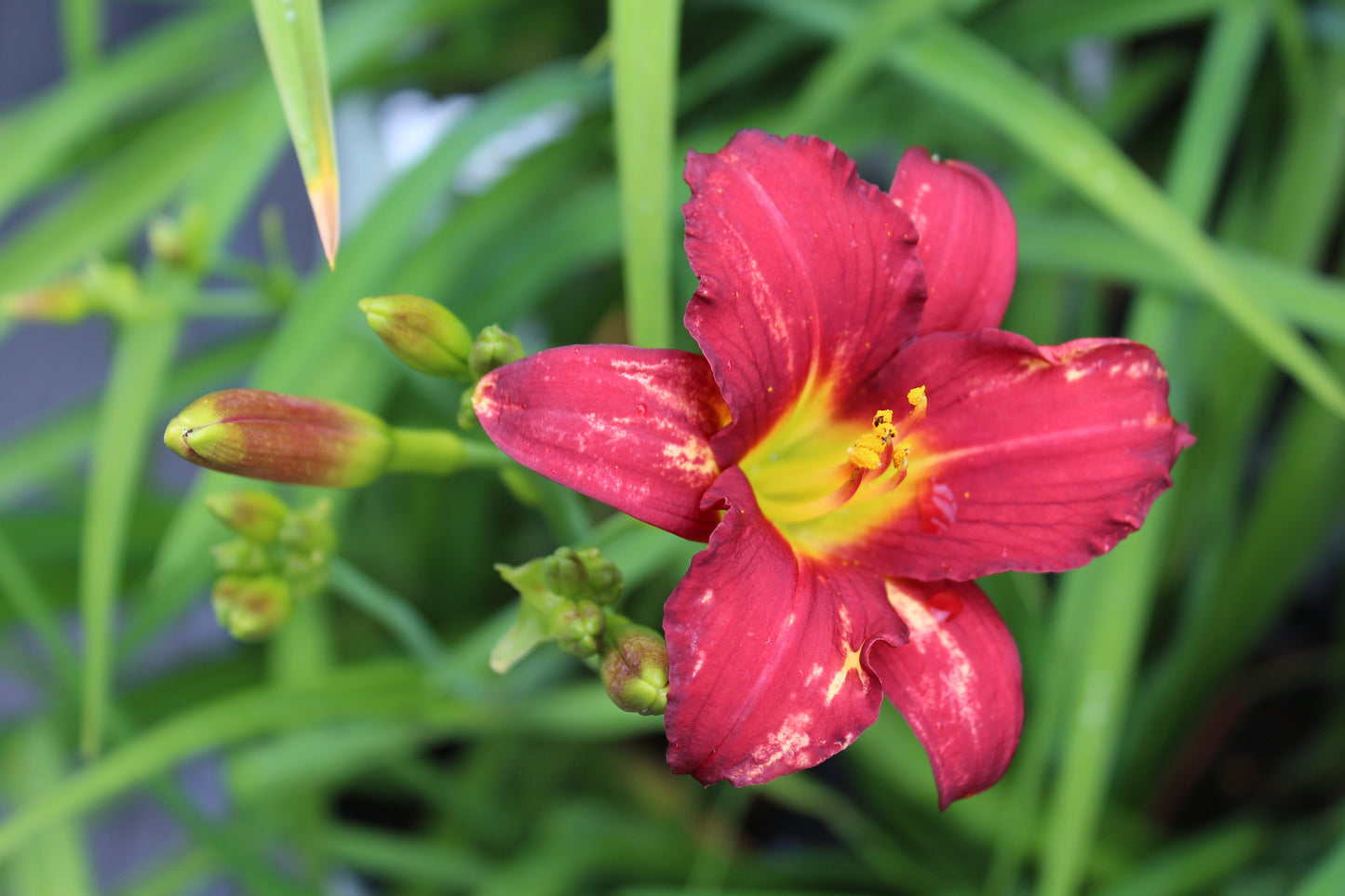 Hemerocallis x Pardon Me