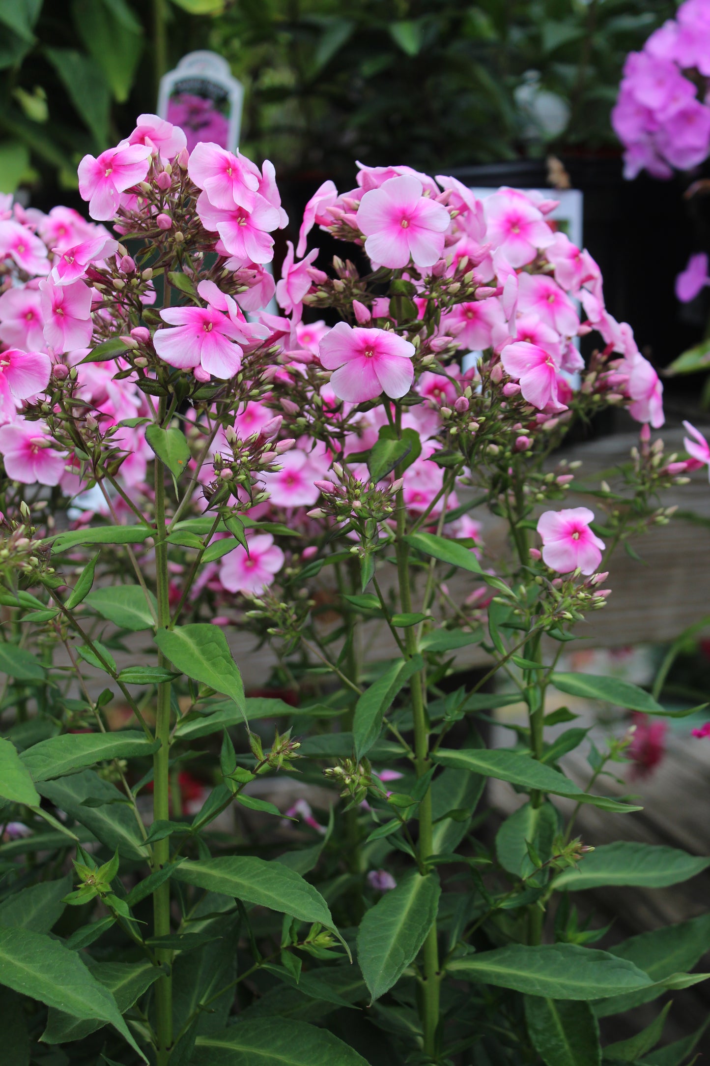 PHLOX paniculata Early Cerise 1g