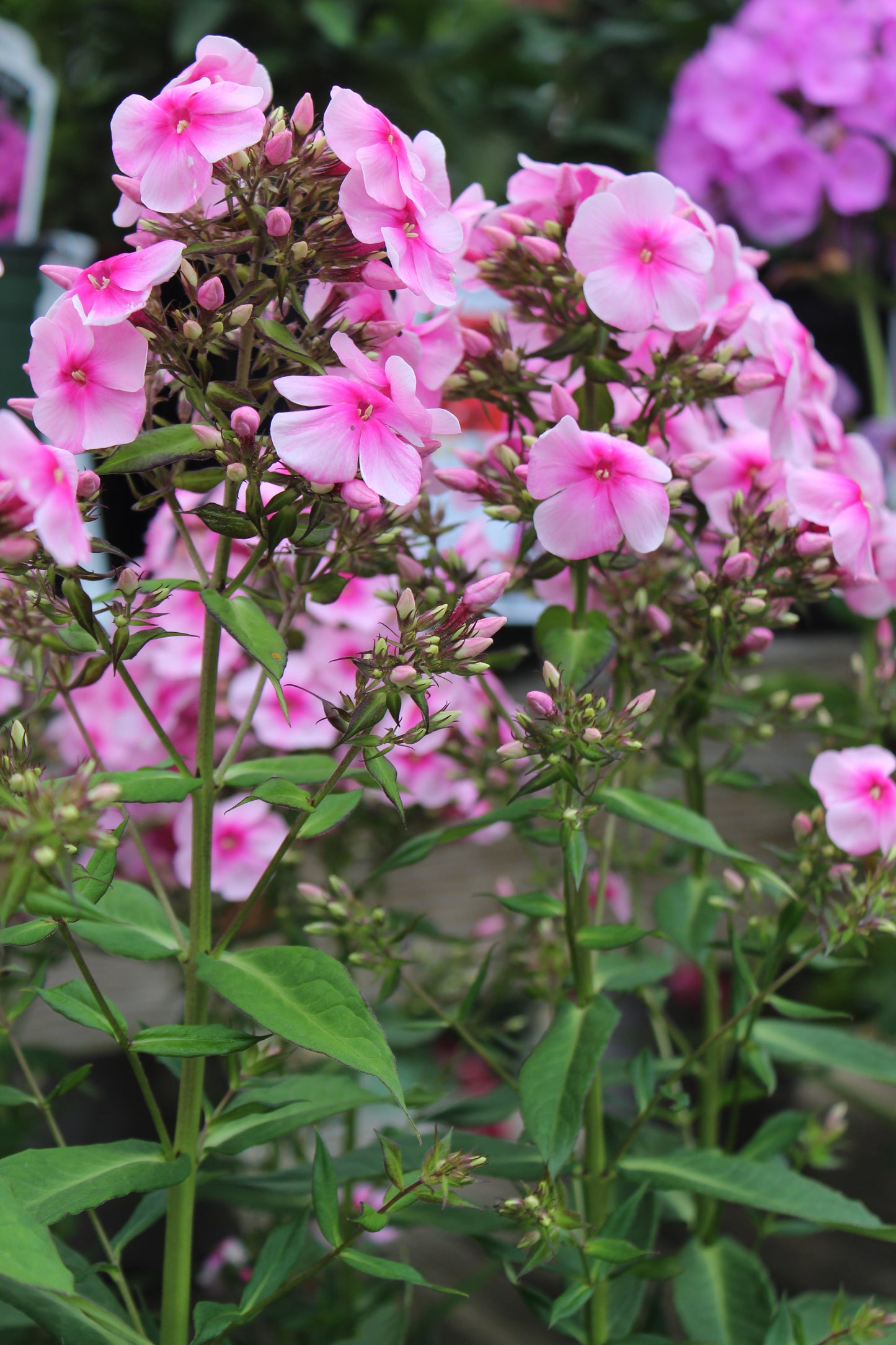 PHLOX paniculata Early Cerise 1g