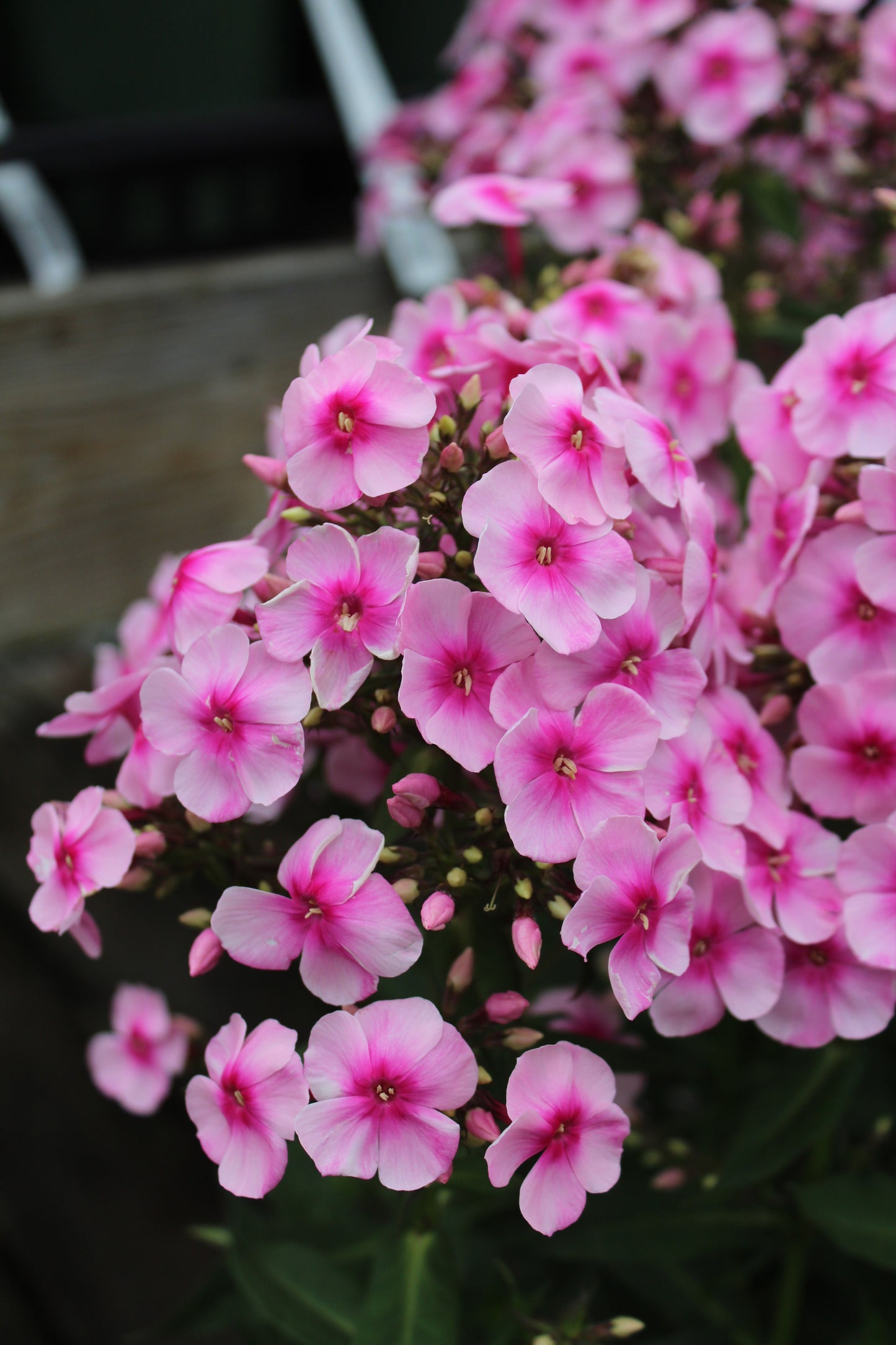PHLOX paniculata Early Cerise 1g