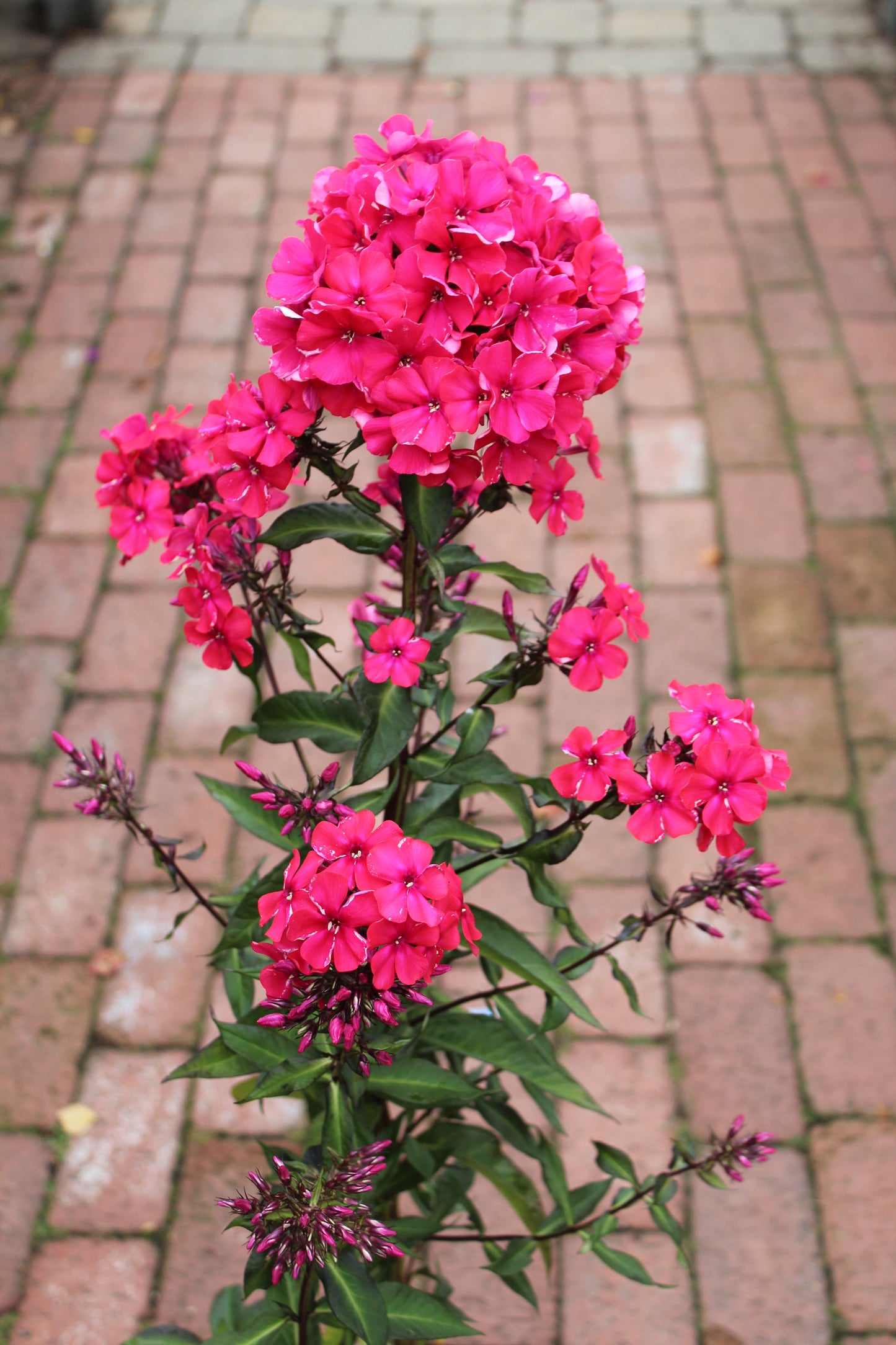 PHLOX paniculata Starfire 1g