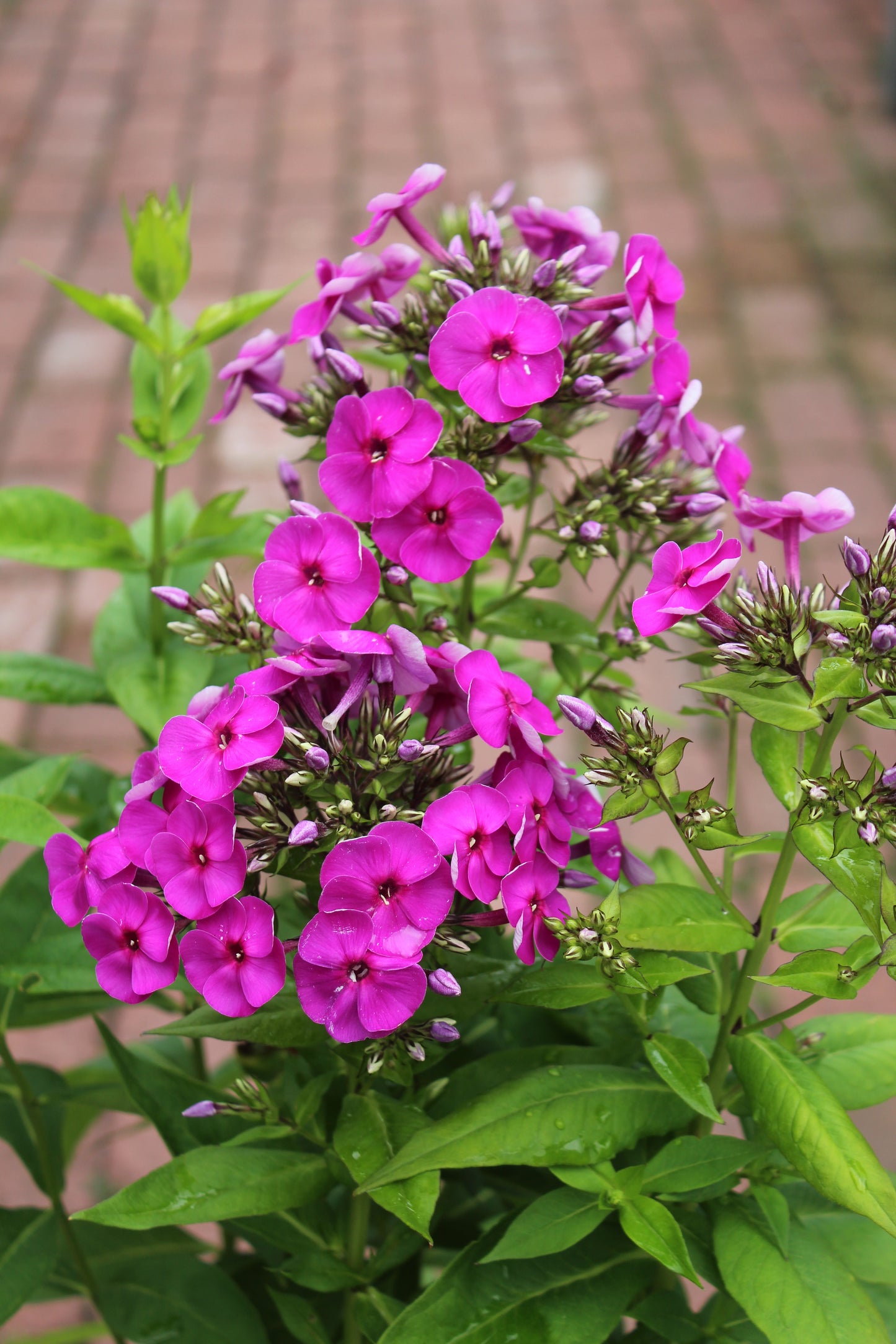 PHLOX pan. Ka-Pow Purple 1g