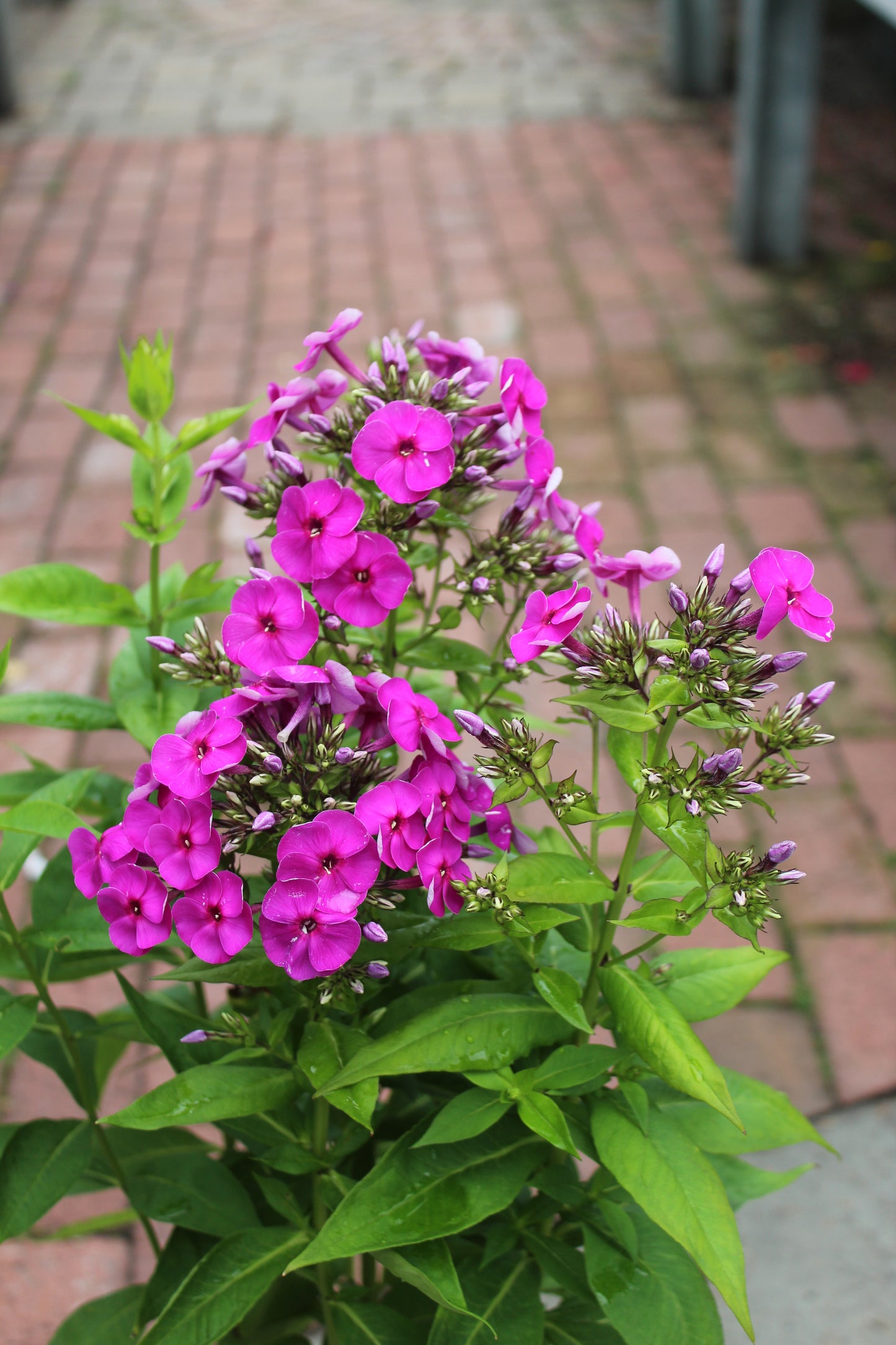 PHLOX pan. Ka-Pow Purple 1g