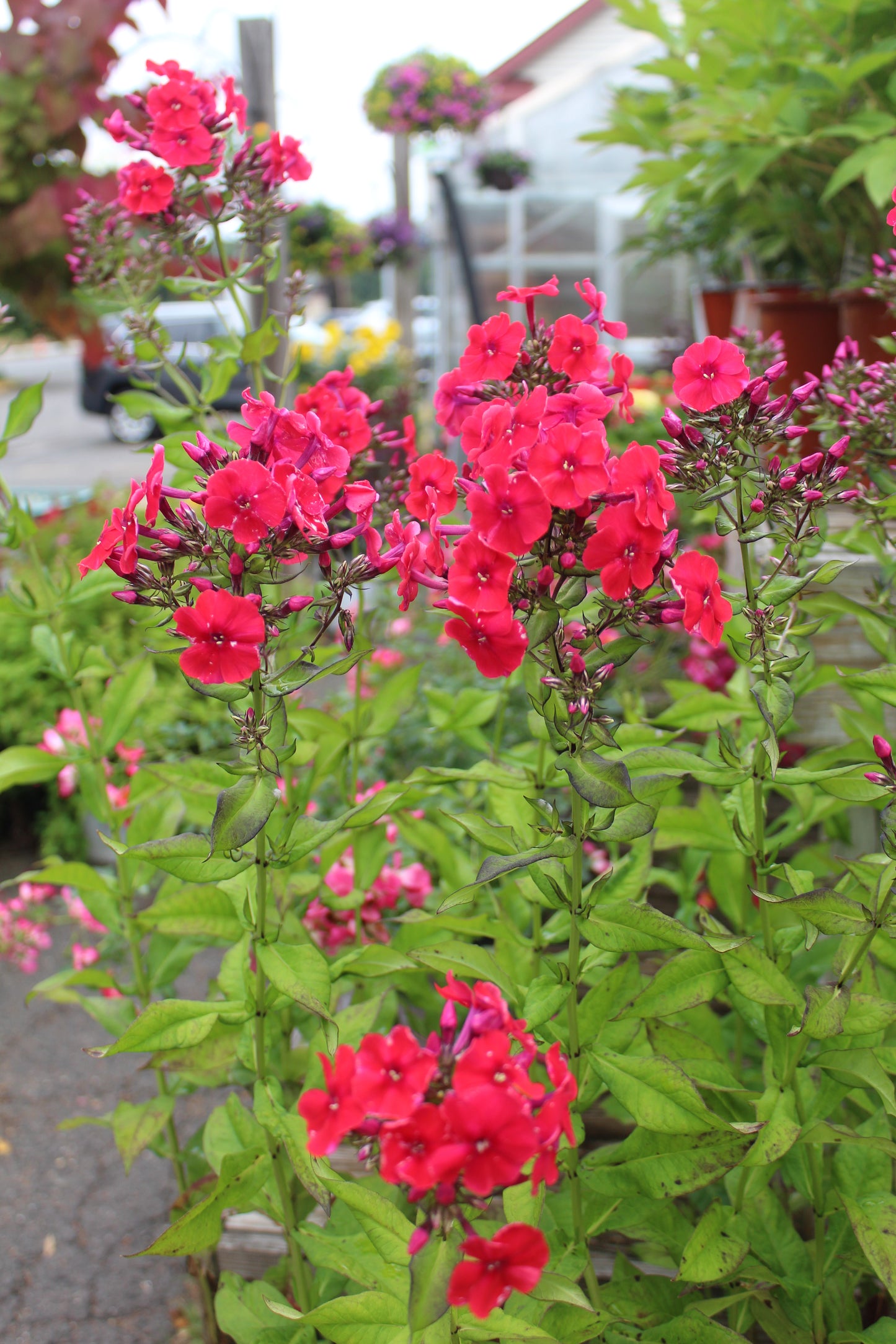 Phlox Red Riding Hood