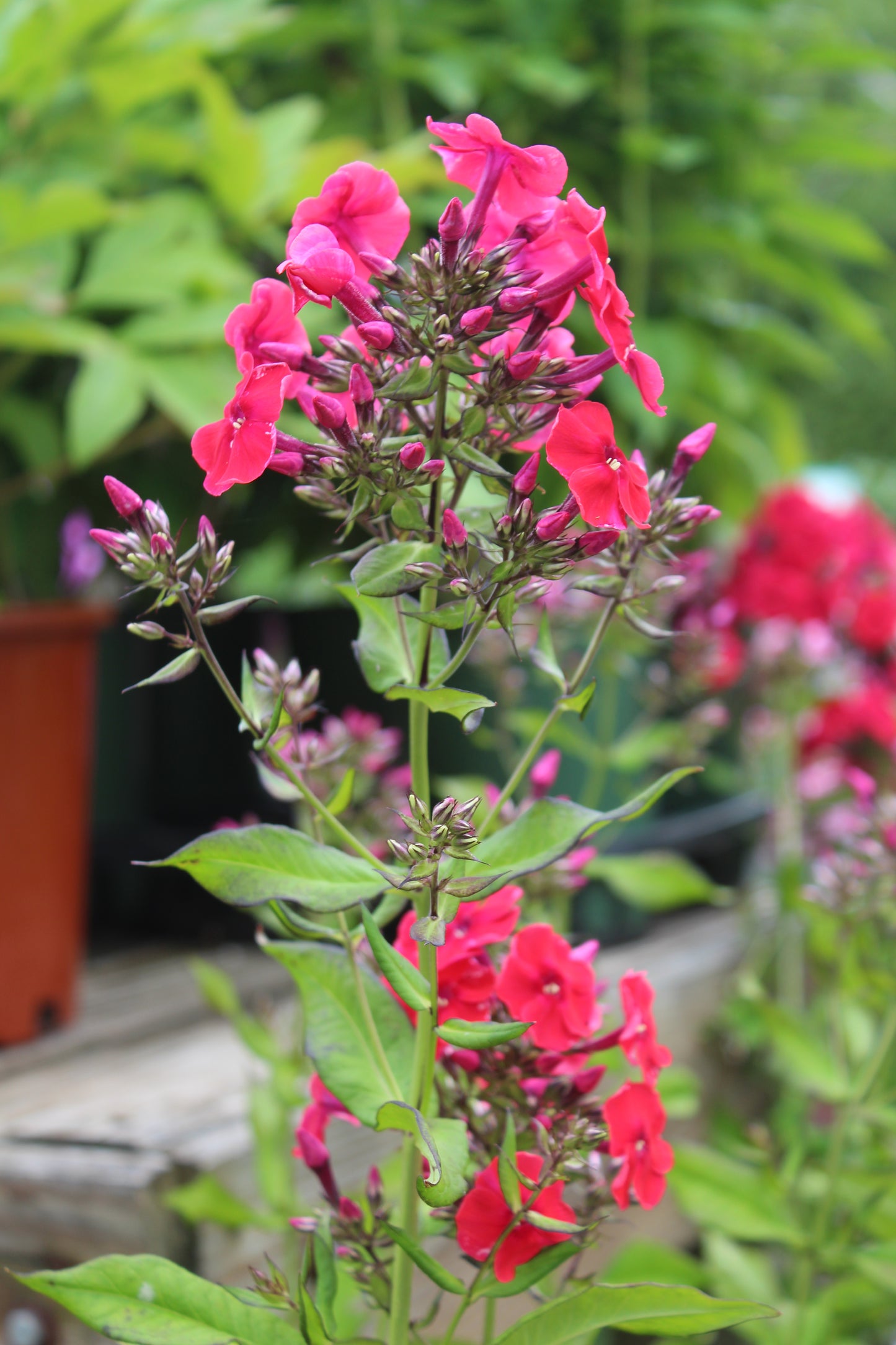 Phlox Red Riding Hood
