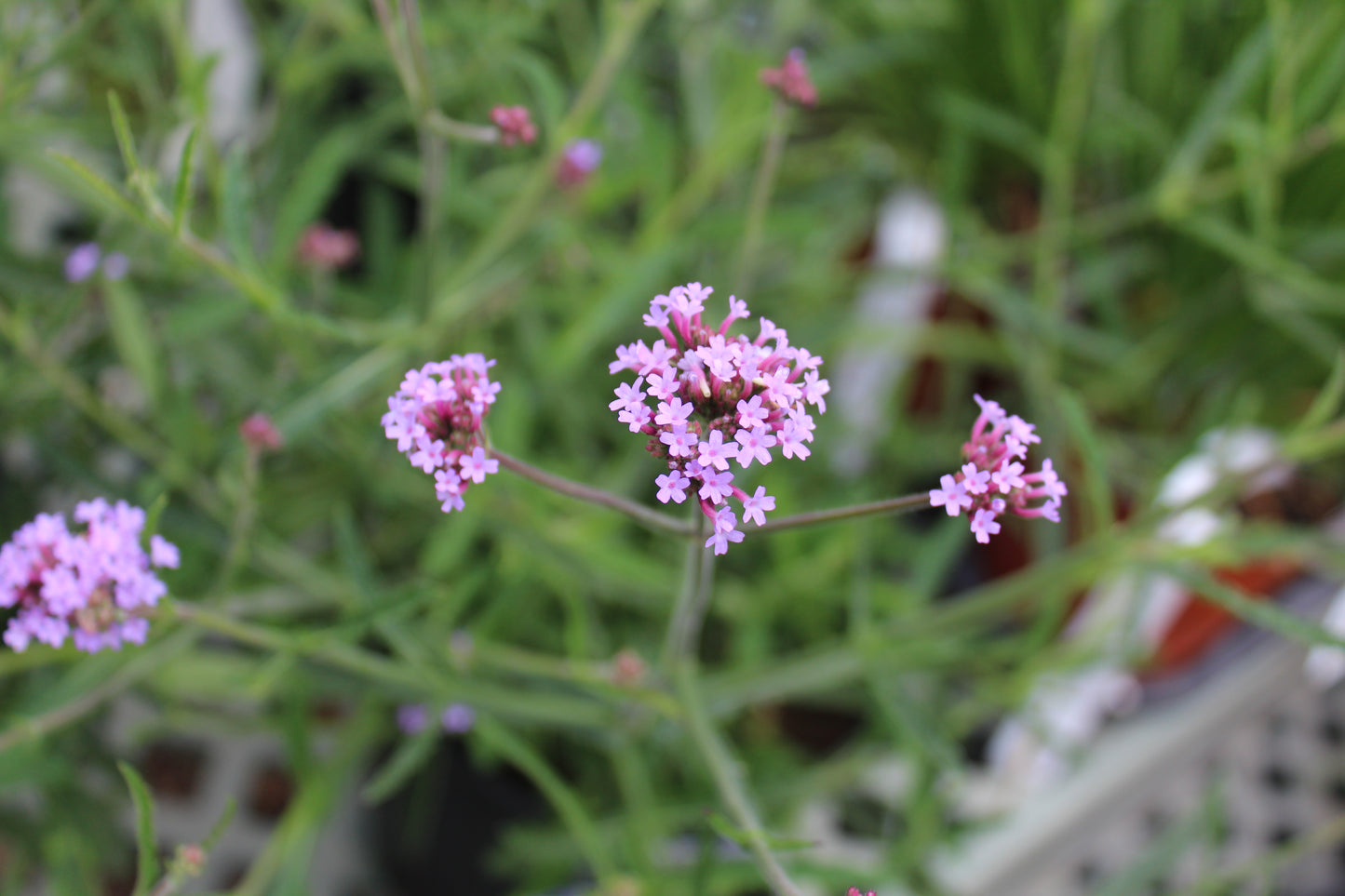 Verbena bon. Lollipop quart