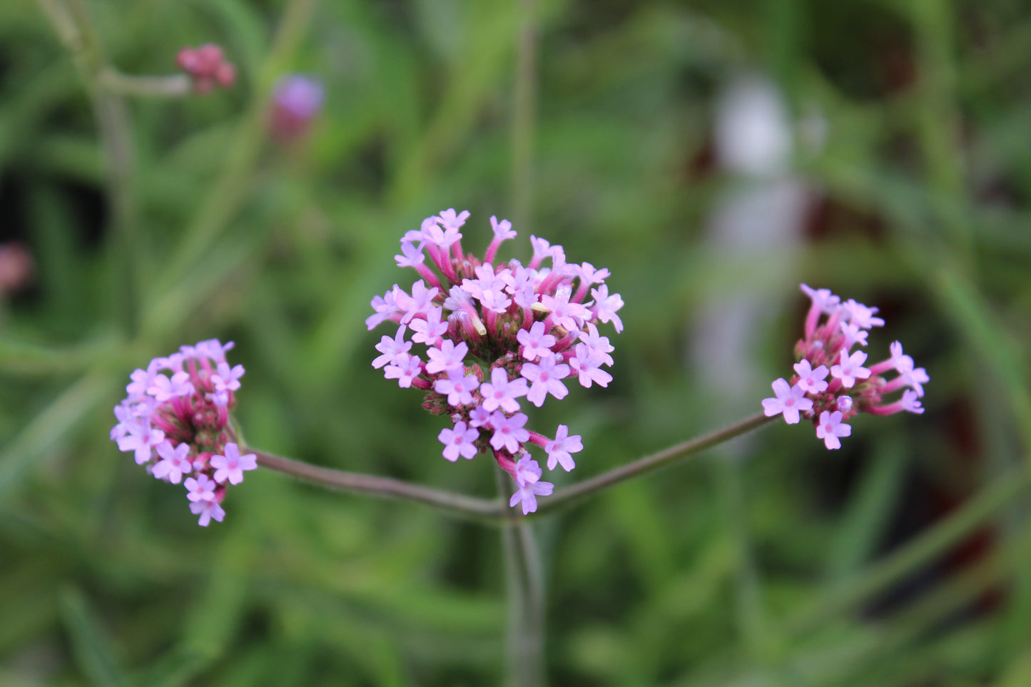 Verbena bon. Lollipop