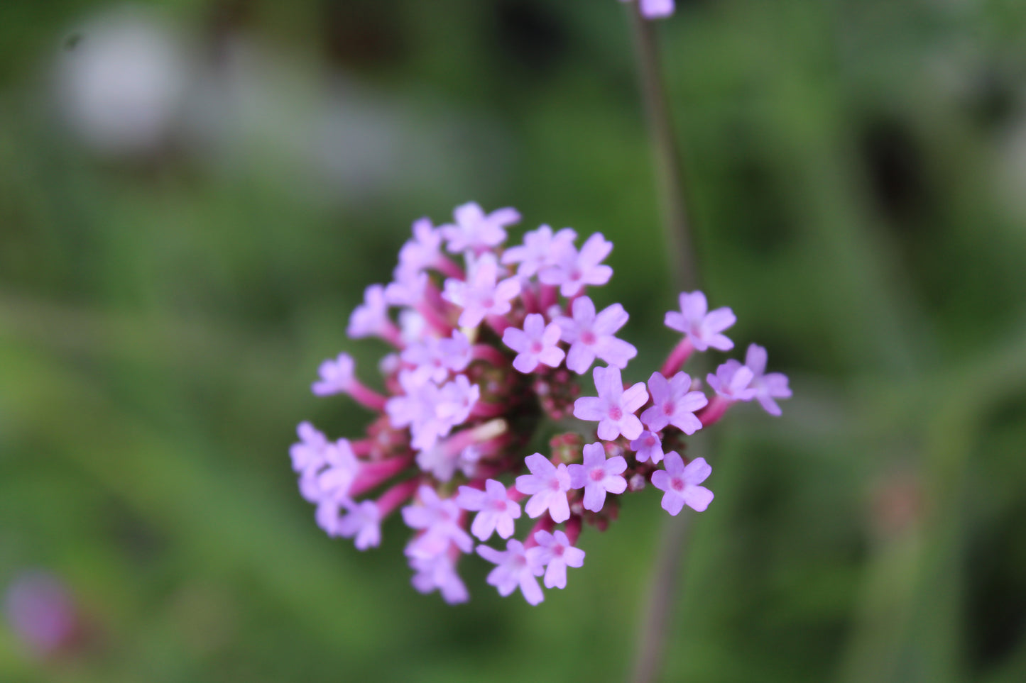 Verbena bon. Lollipop quart