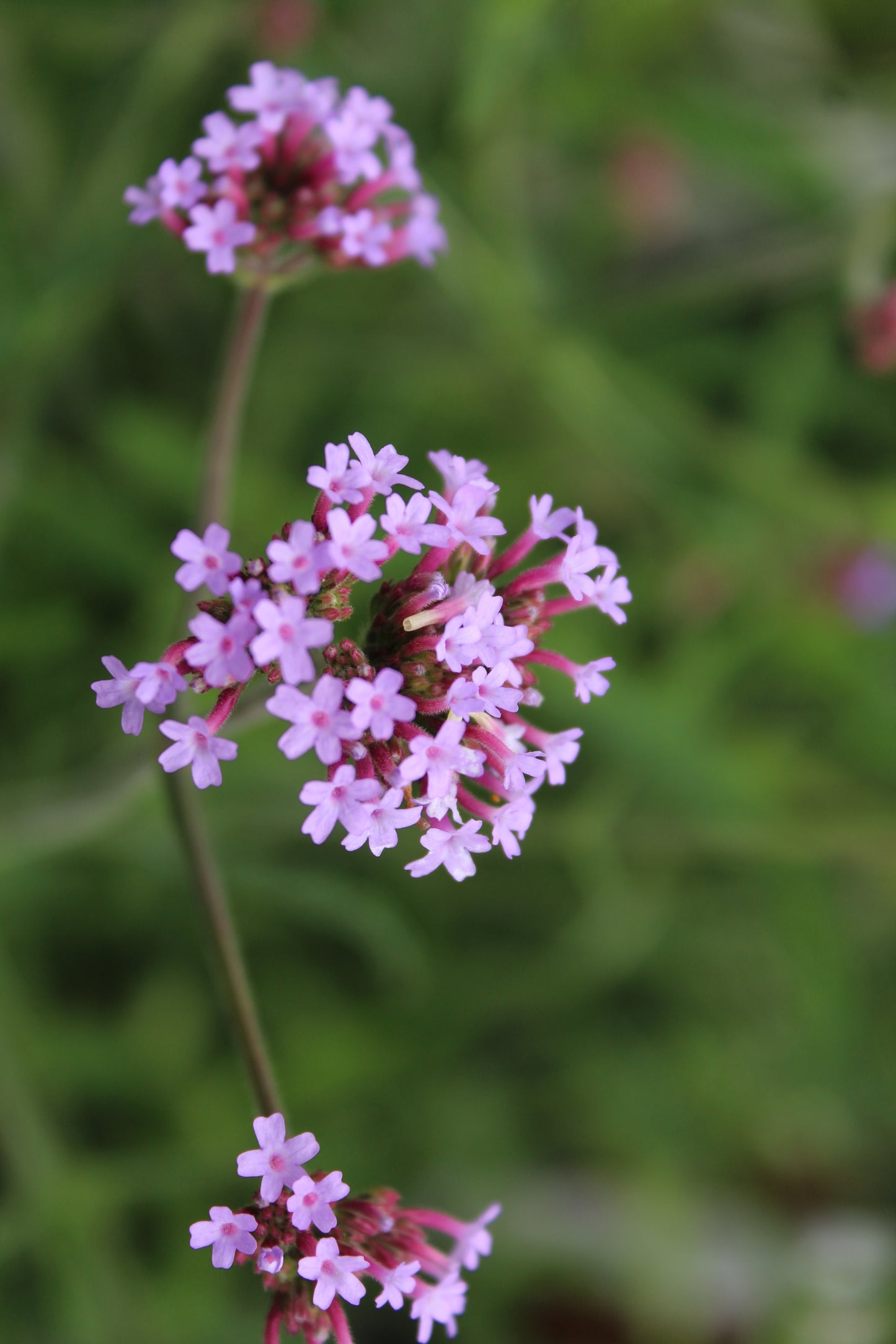 Verbena bon. Lollipop quart