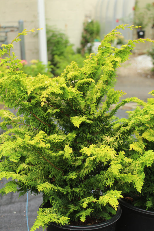 CHAMAECYPARIS OBTUSA `FERNSPRAY GOLD 2g