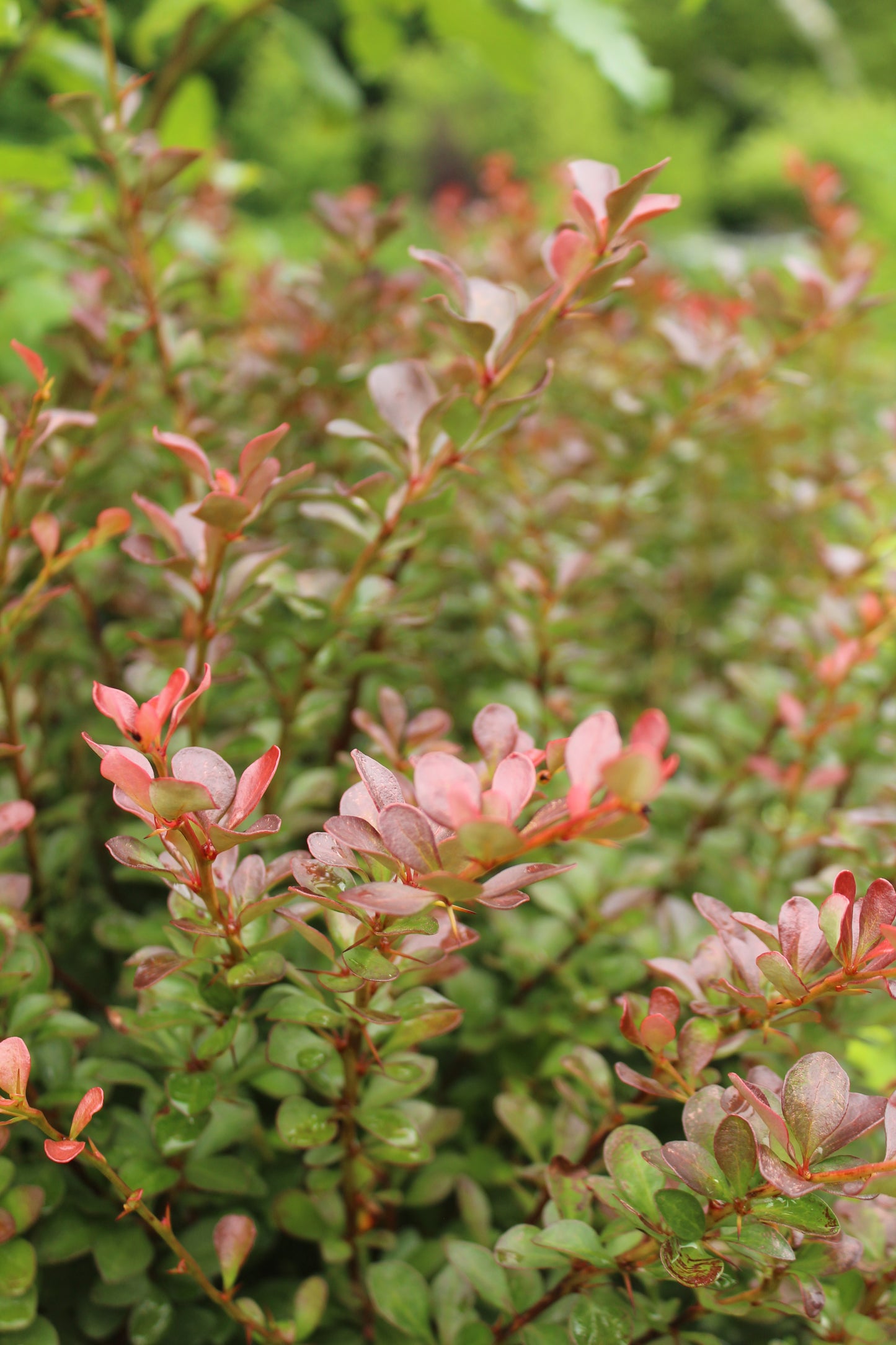 BERBERIS WORRYFREE `CRIMSON CUTIE 2g