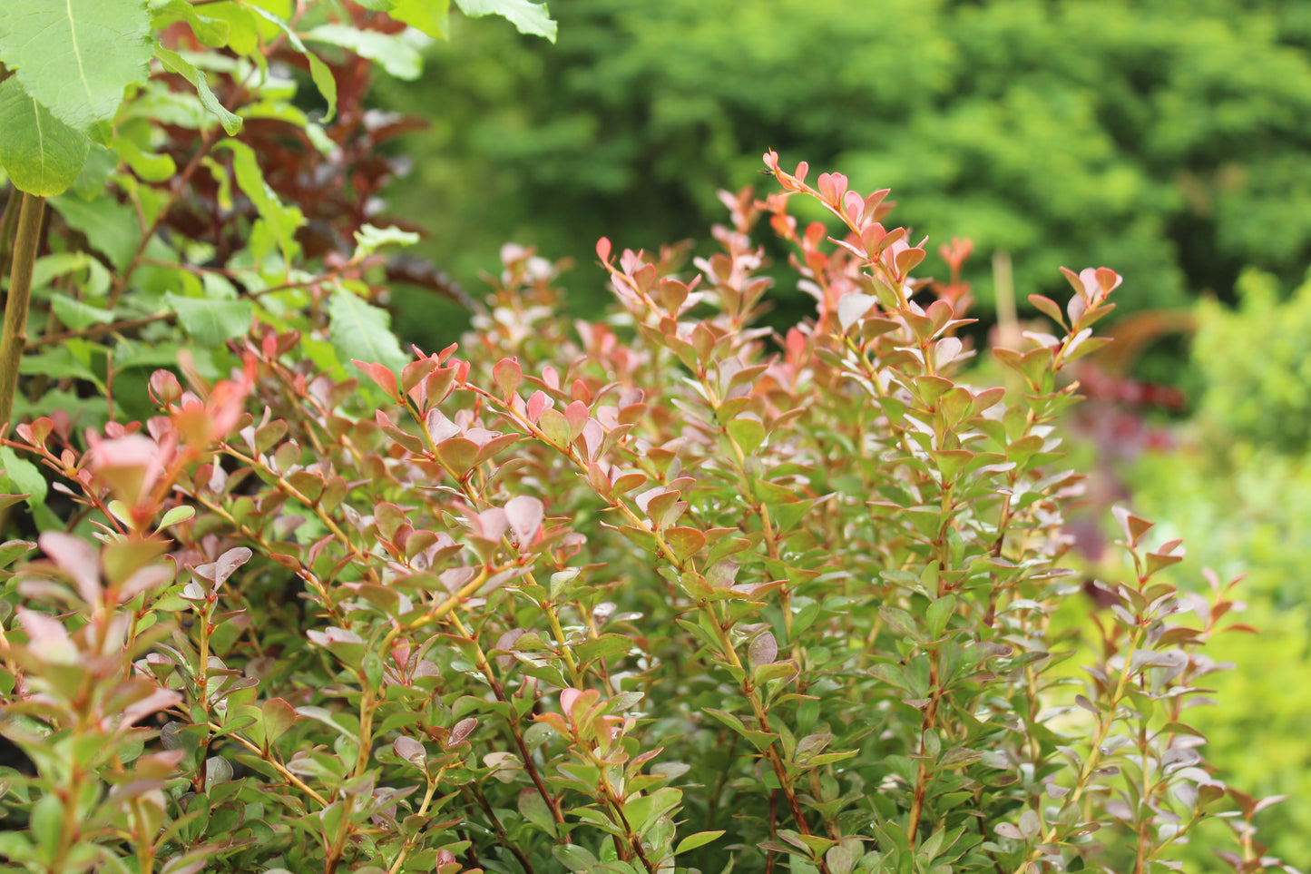 BERBERIS WORRYFREE `CRIMSON CUTIE 2g