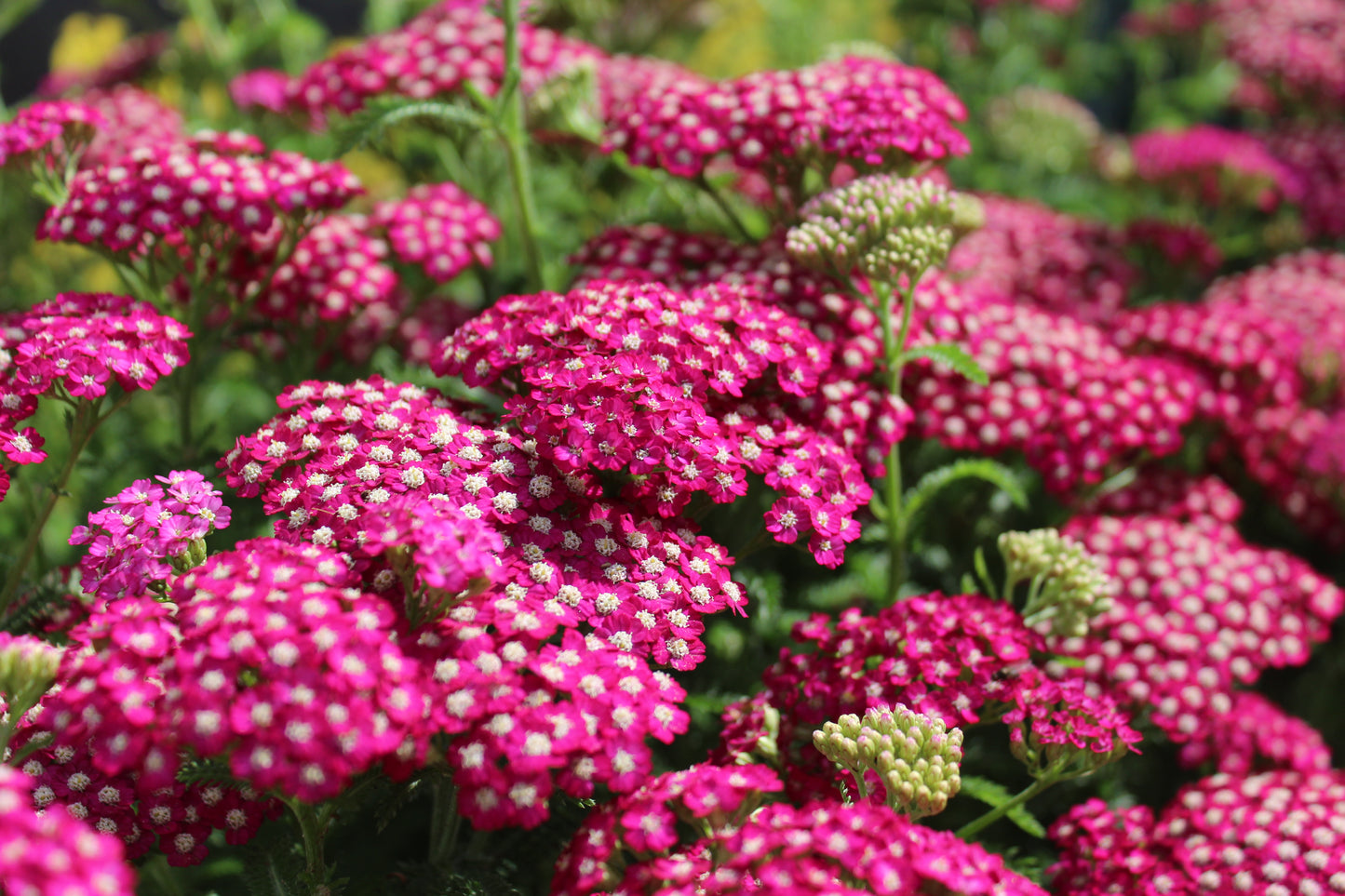 ACHILLEA mil. New Vintage Violet 1g