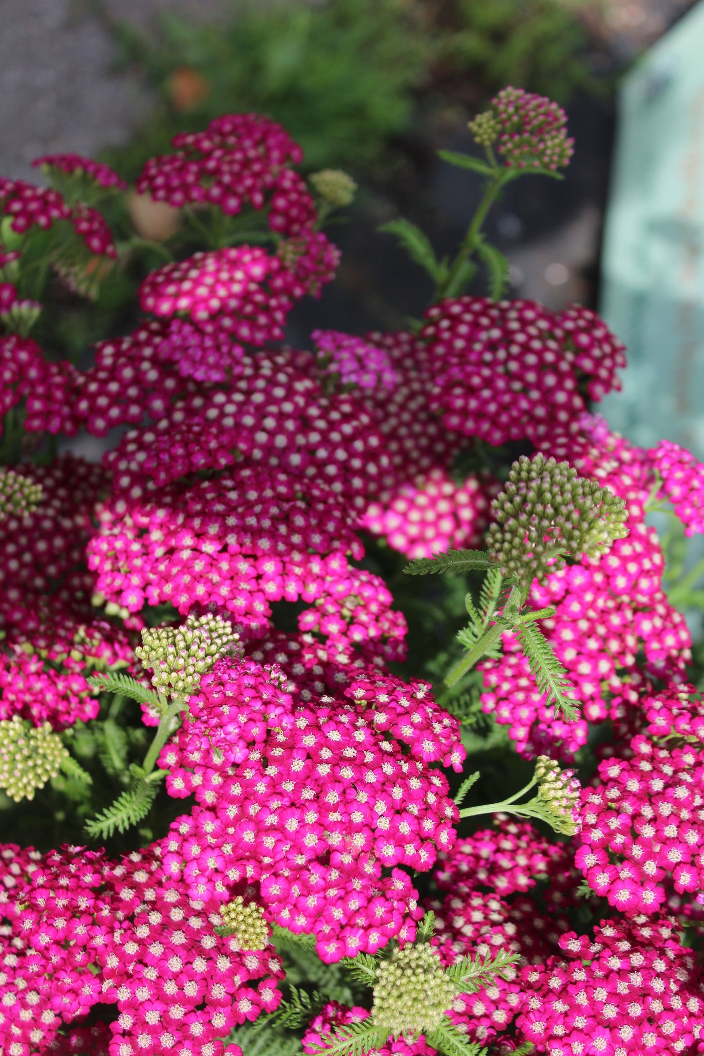 ACHILLEA mil. New Vintage Violet 1g