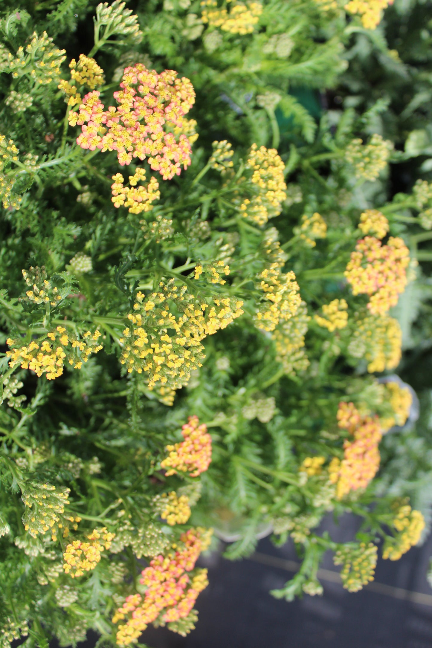 ACHILLEA Milly Rock Yellow Terracotta 1g