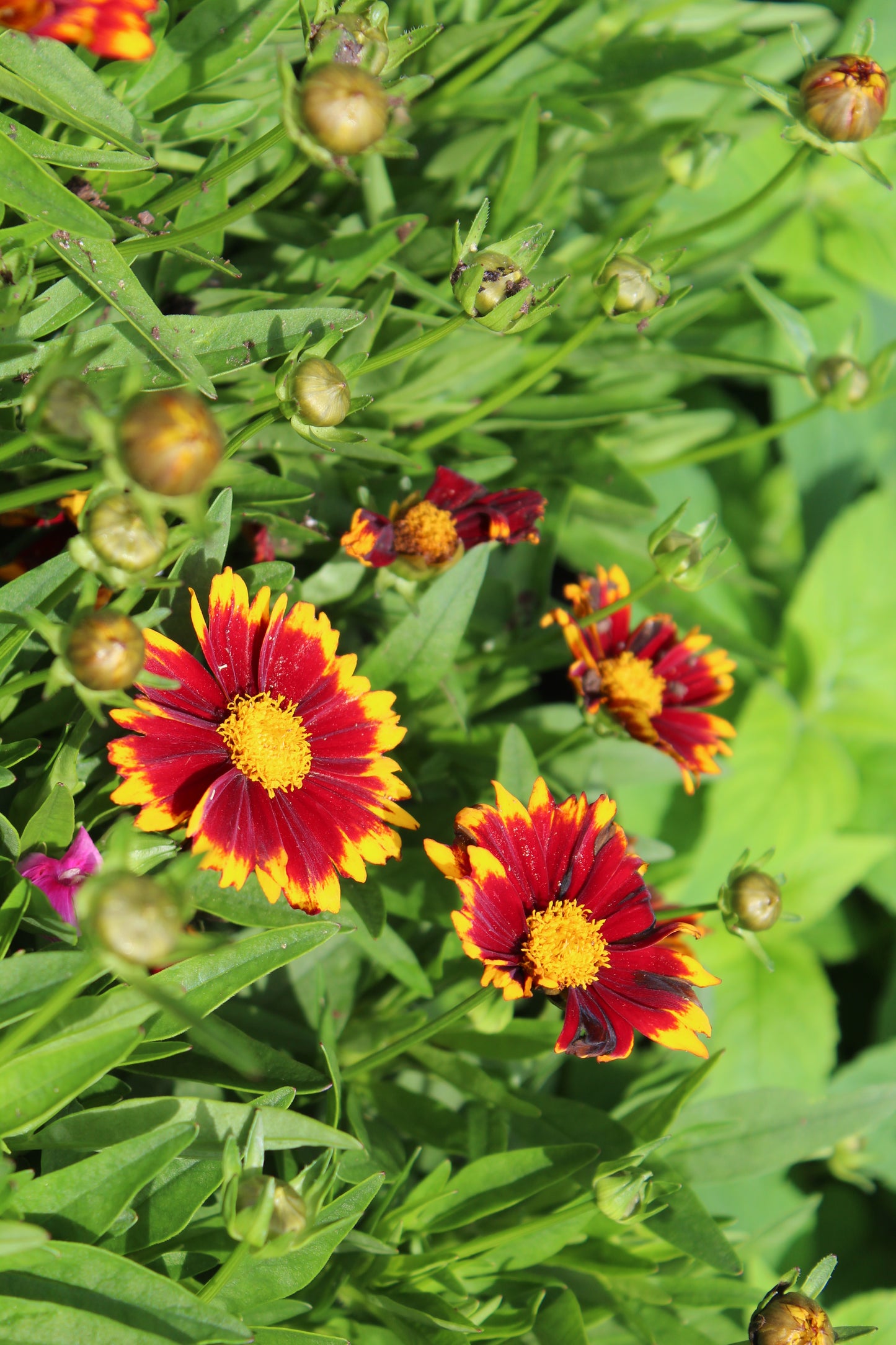 COREOPSIS Uptick Red 1g