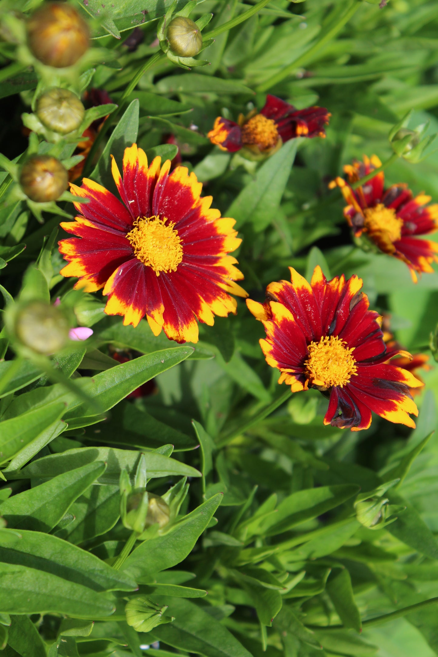 COREOPSIS Uptick Red 1g