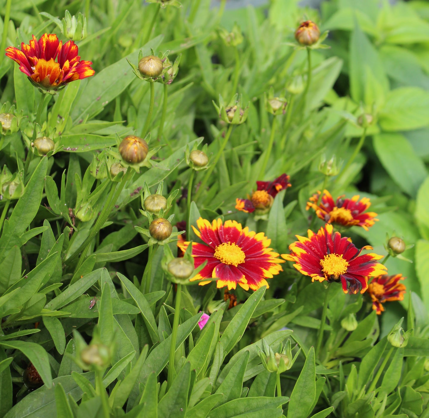 COREOPSIS Uptick Red 1g