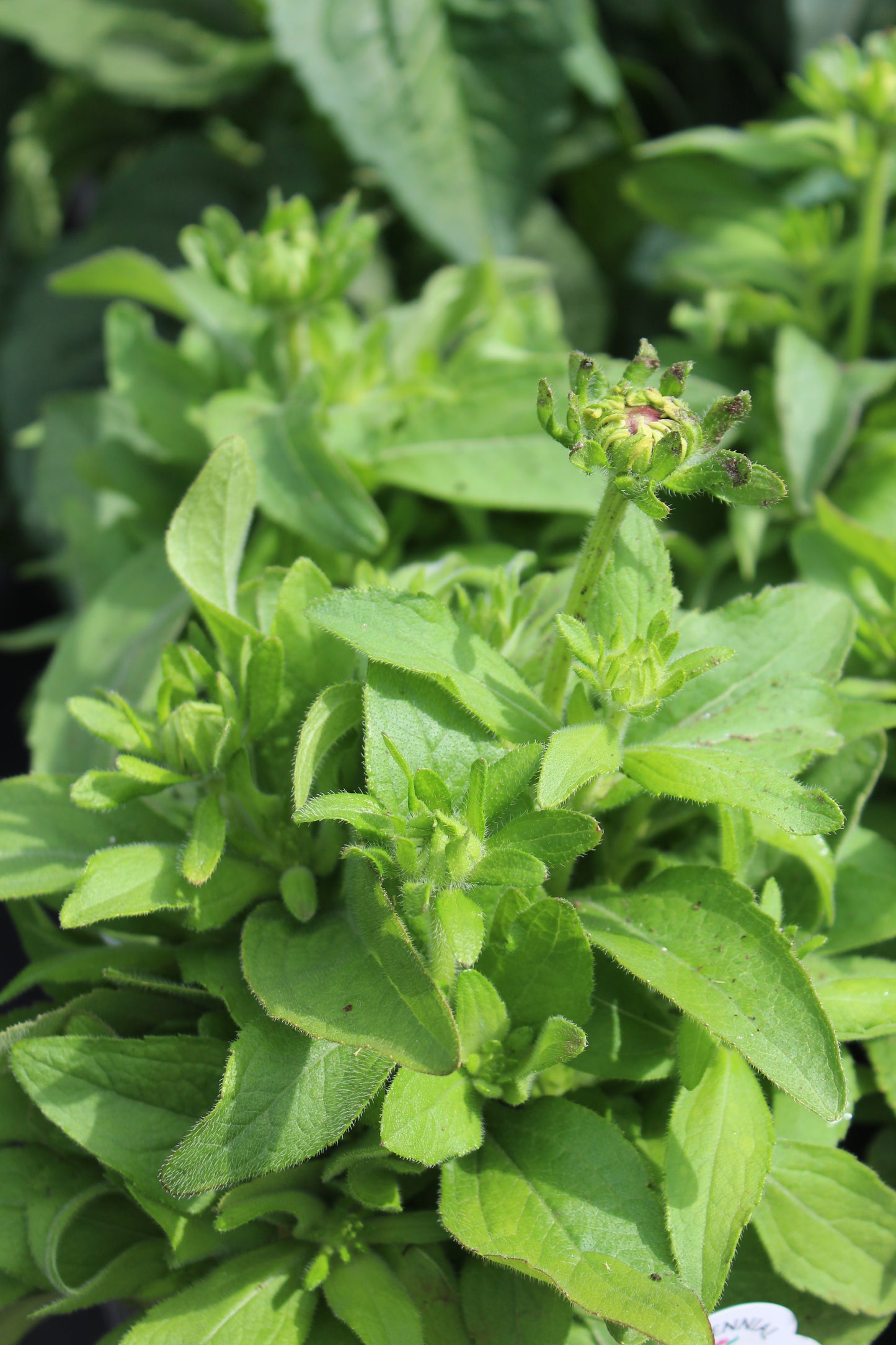 RUDBECKIA hirta Toto Gold 1g
