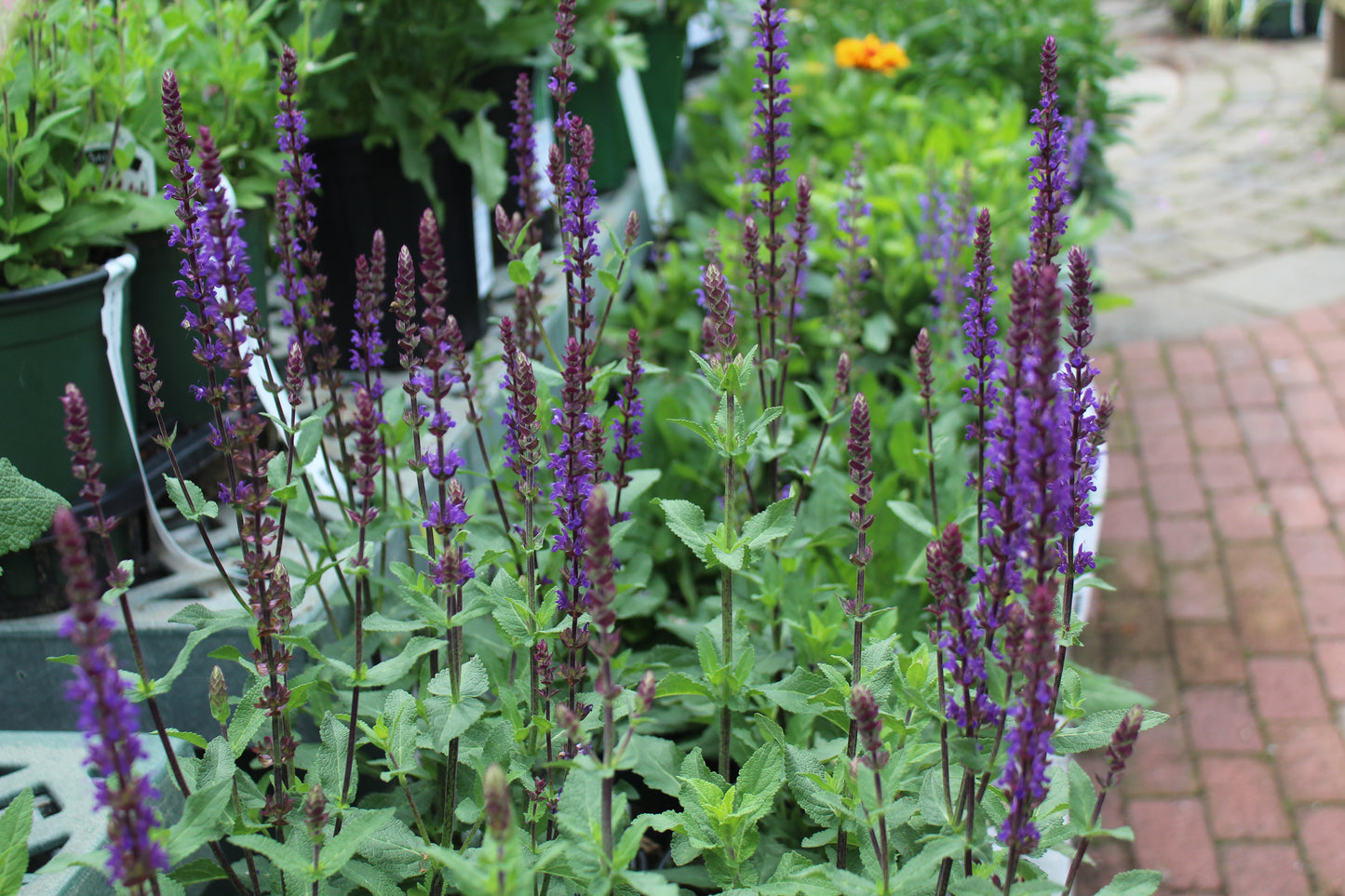 SALVIA nemorosa Caradonna 1g