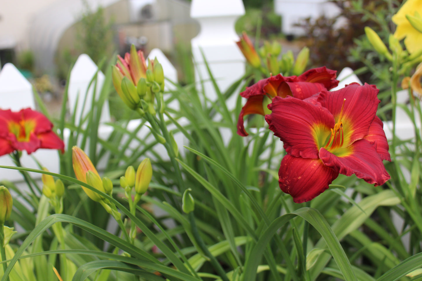 Hemerocallis Red Hot Returns 1g