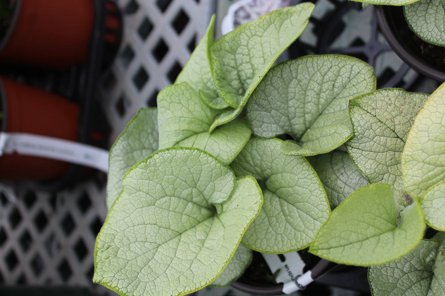 BRUNNERA macrophylla  Alexandria 1g