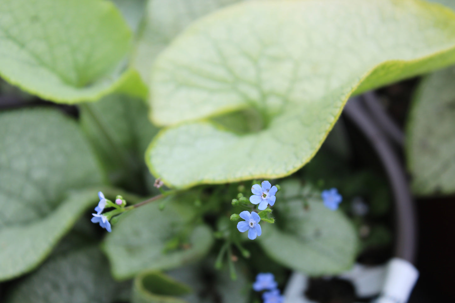 BRUNNERA macrophylla  Alexandria 1g