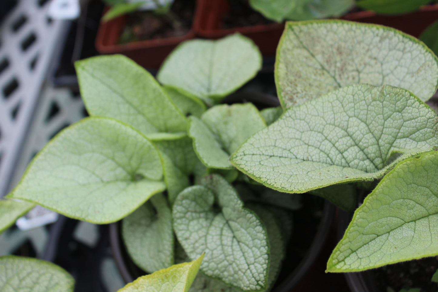 BRUNNERA macrophylla  Alexandria 1g