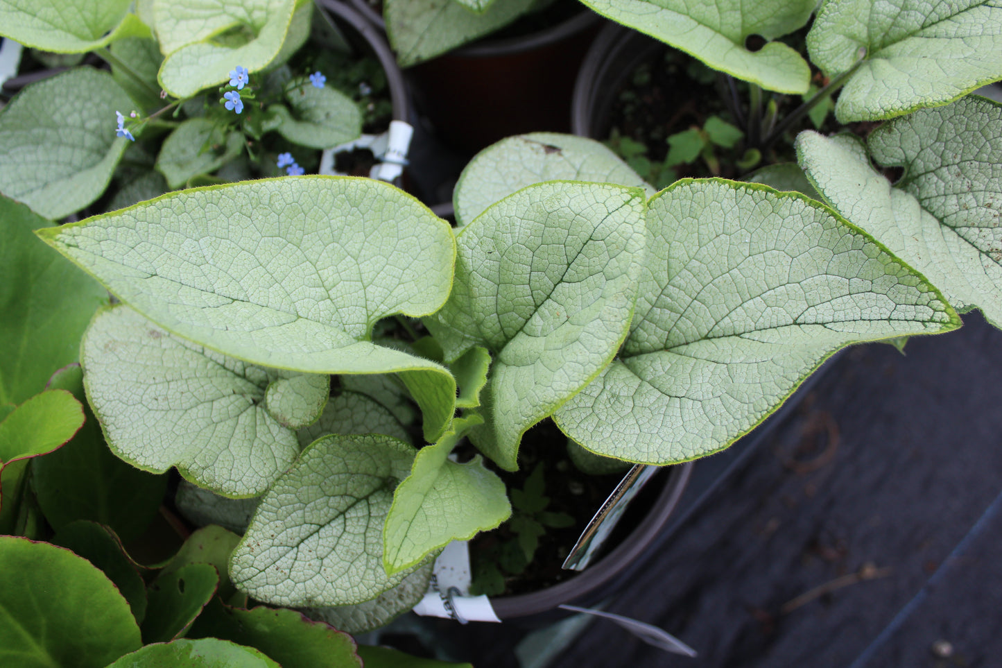 BRUNNERA macrophylla  Alexandria 1g