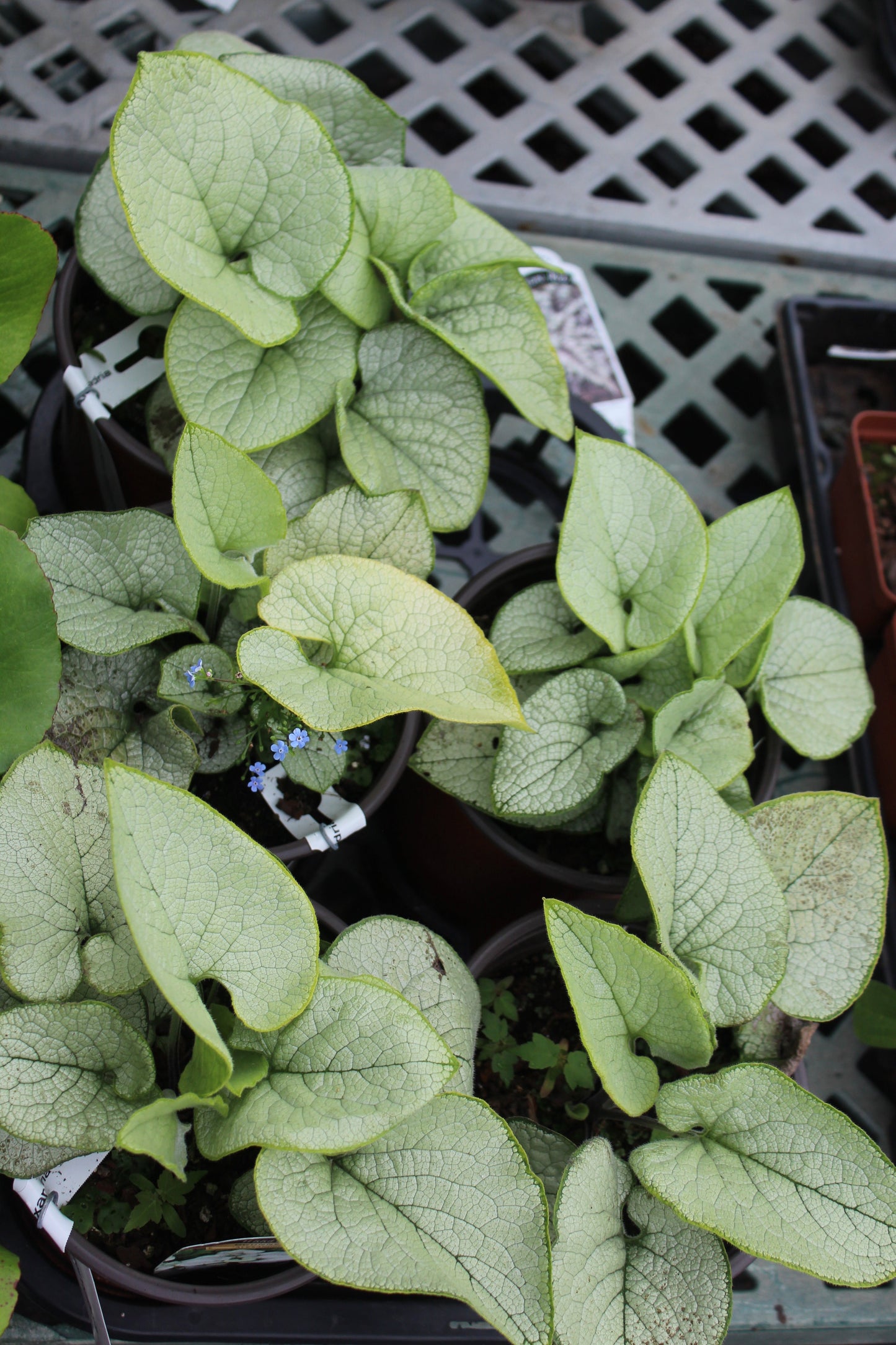 BRUNNERA macrophylla  Alexandria 1g