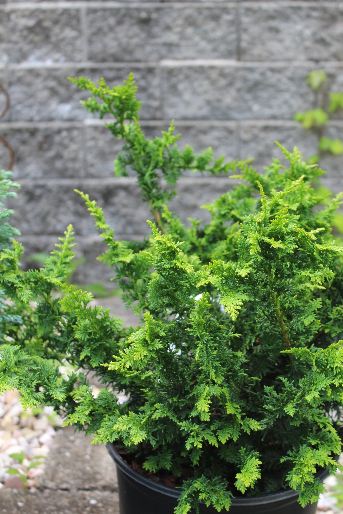 Chamaecyparis Fernspray 3g