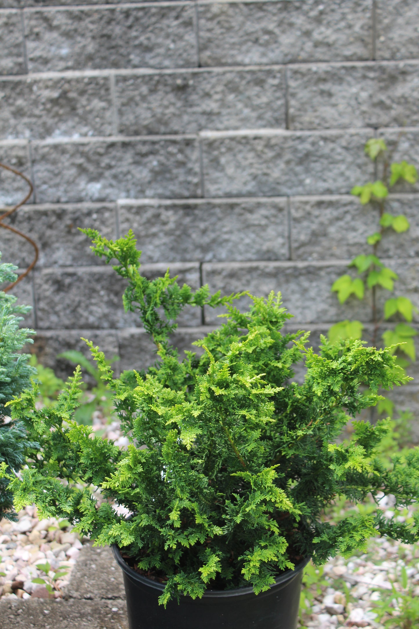 Chamaecyparis Fernspray 3g