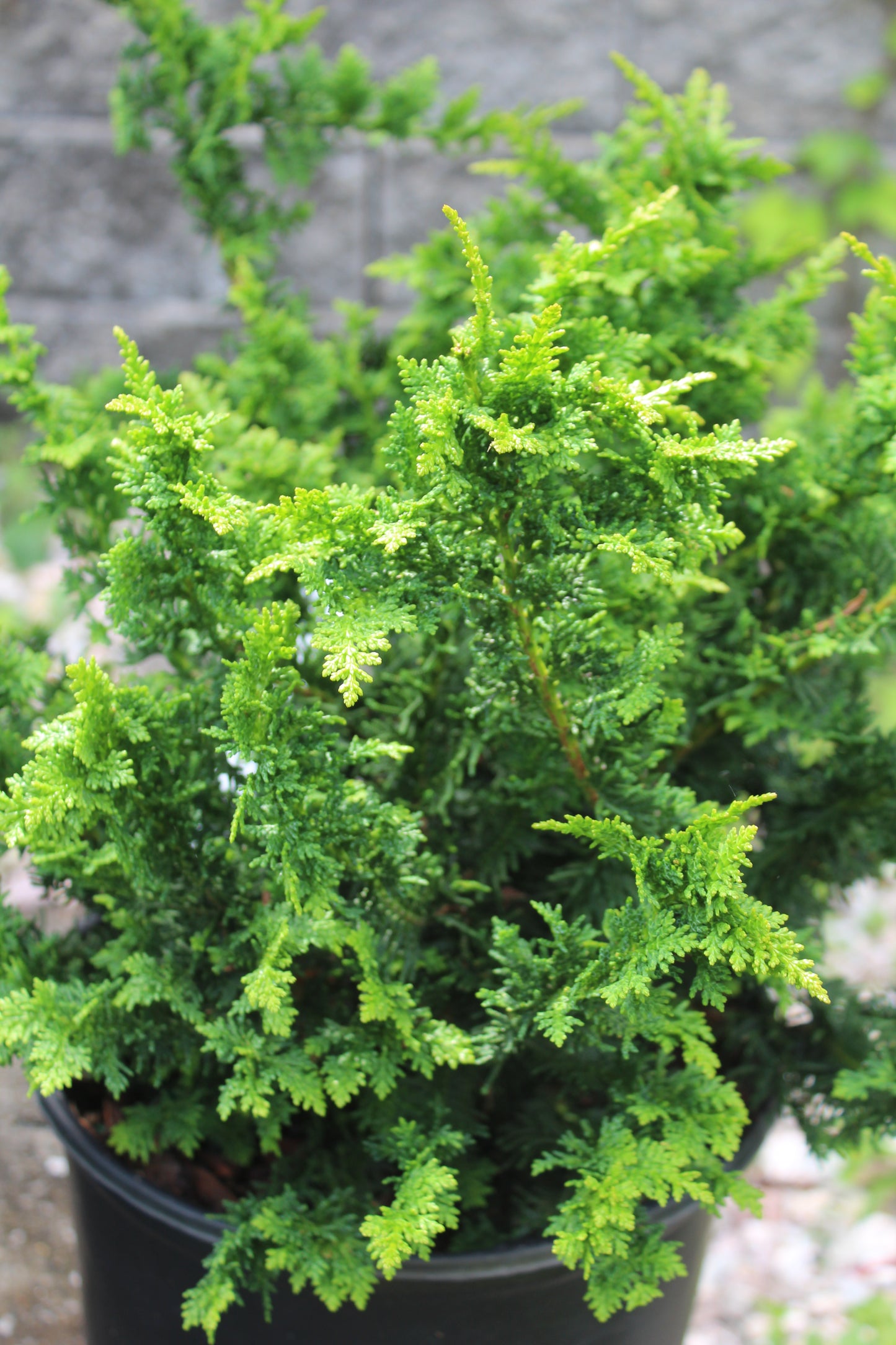 Chamaecyparis Fernspray 3g