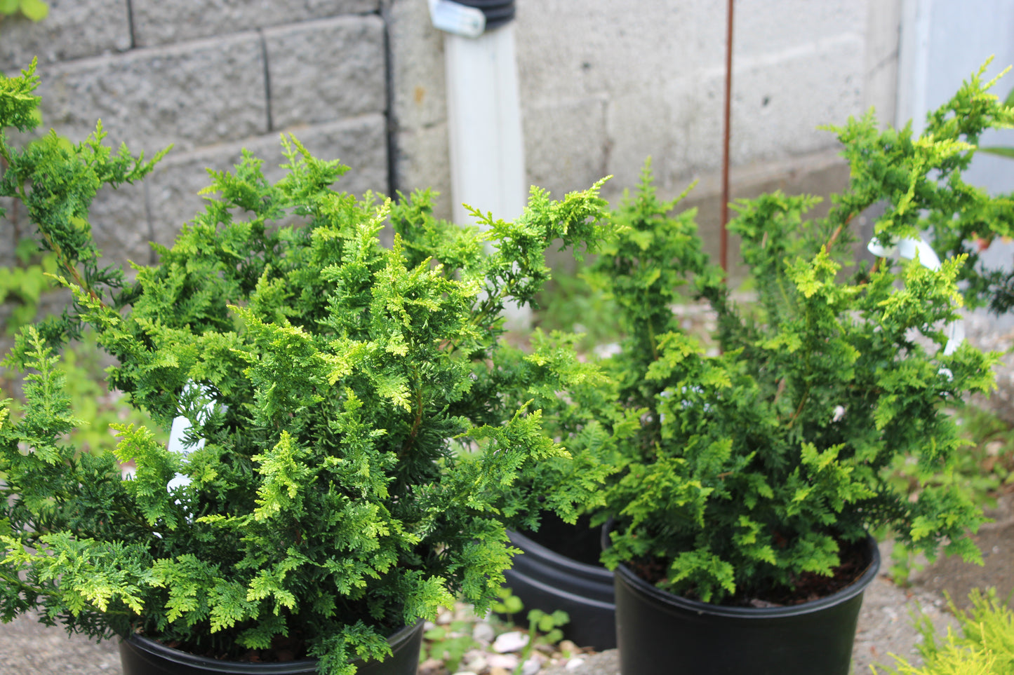 Chamaecyparis Fernspray 3g