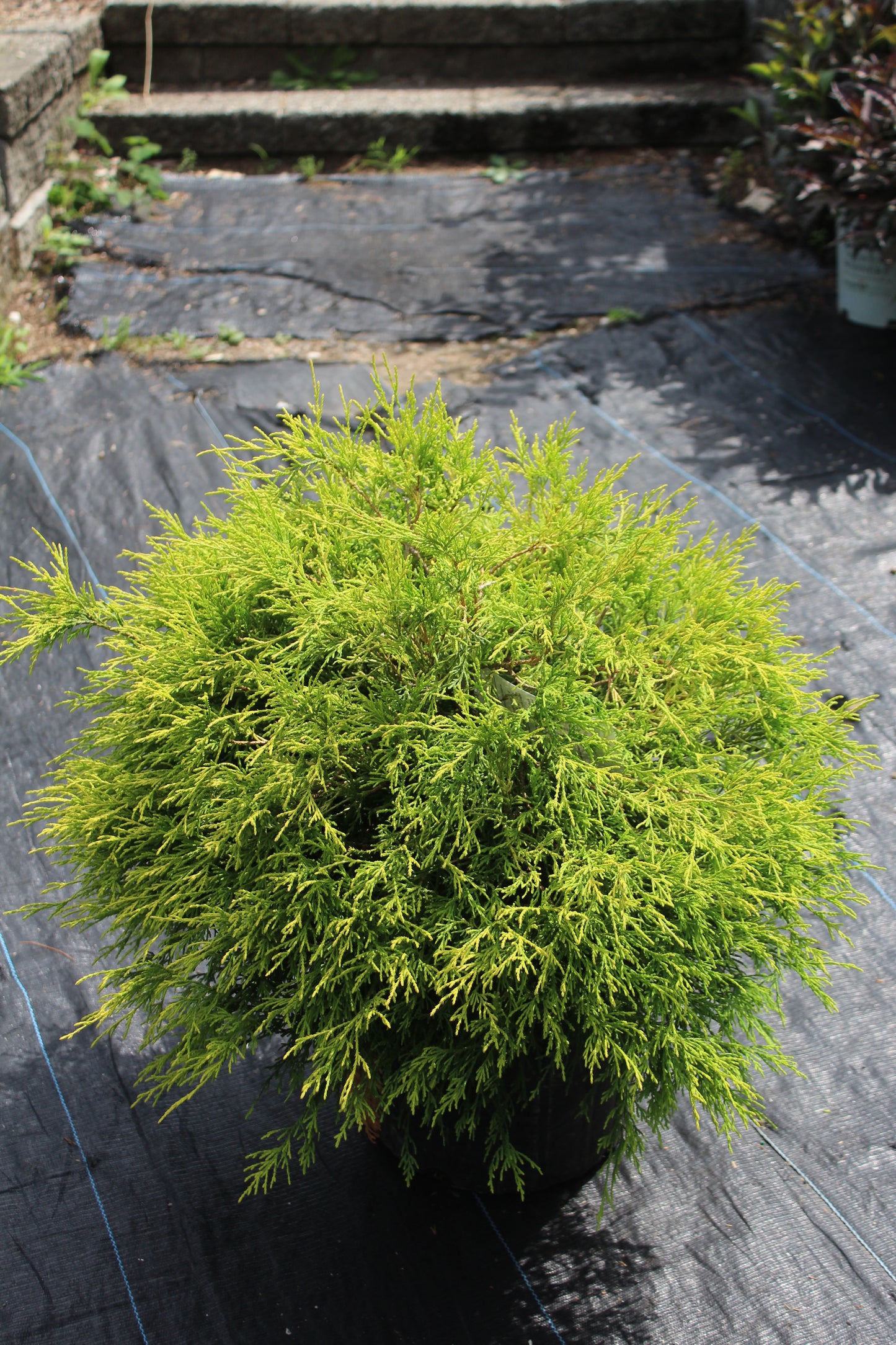 Chamaecyparis pisifera filifera Mops 3g