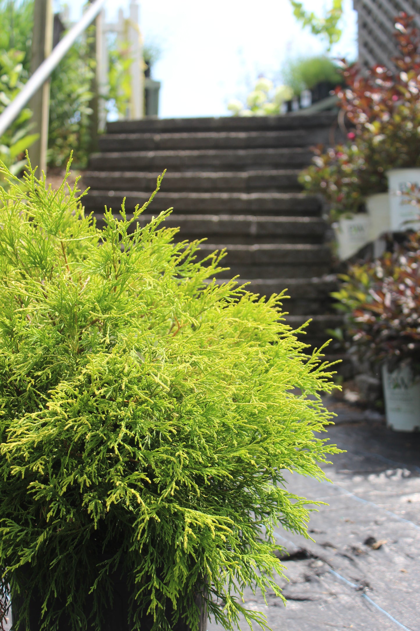 Chamaecyparis pisifera filifera Mops 3g