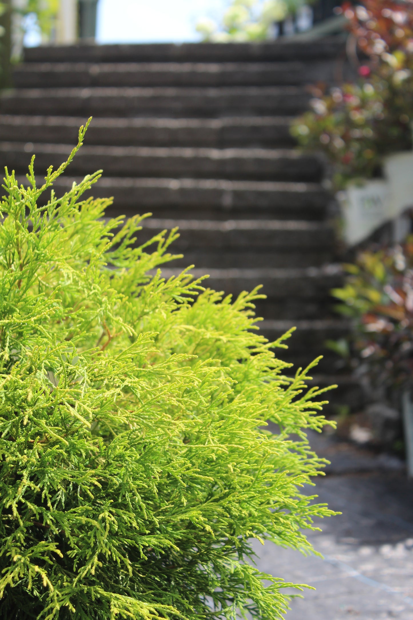 Chamaecyparis pisifera filifera Mops 3g