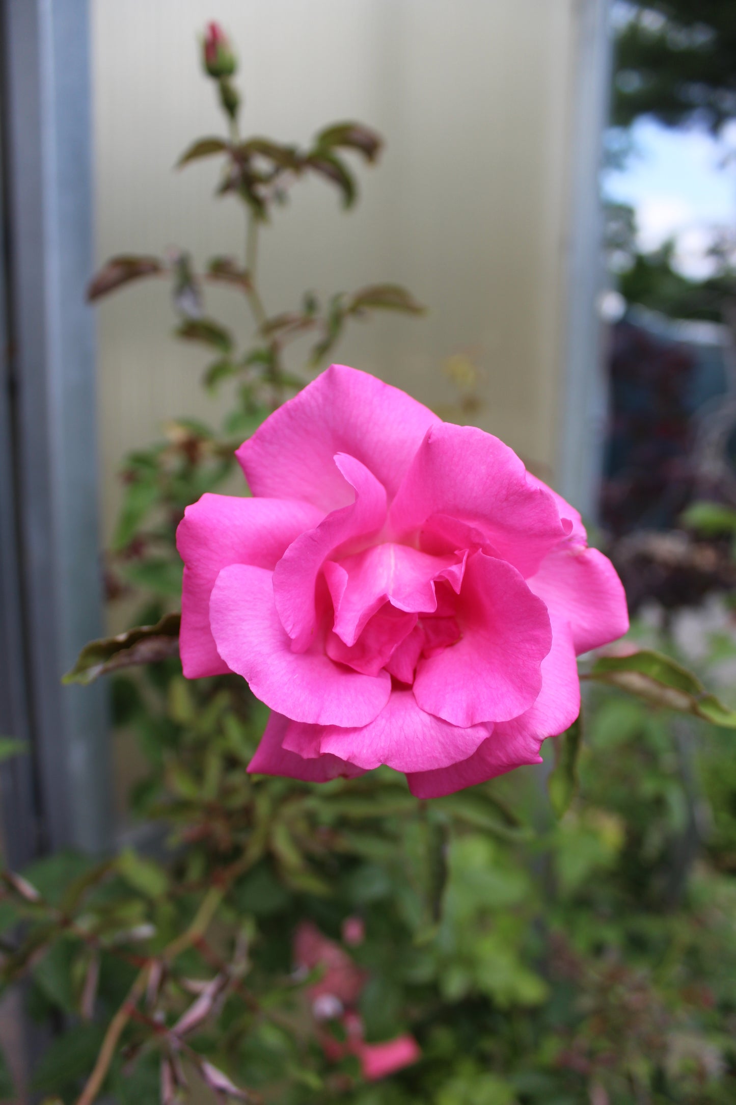 ROSA ZEPHIRINE DROUHIN- CL 3g