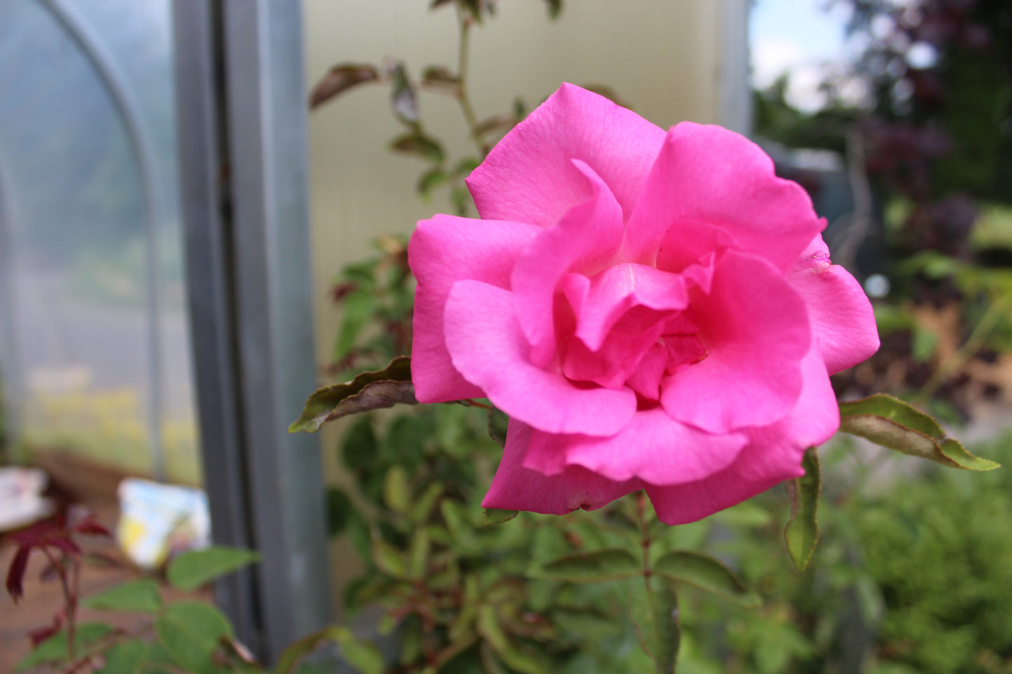 ROSA ZEPHIRINE DROUHIN- CL 3g